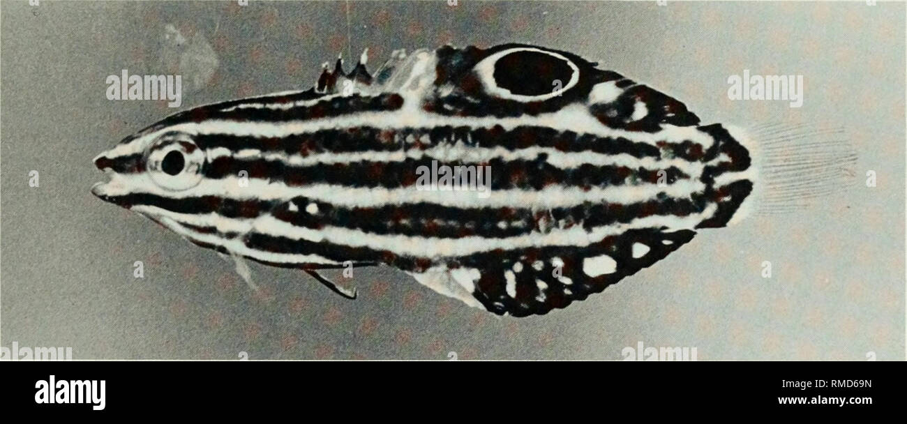 . An annotated checklist of the fishes of the Chagos Archipelago, Central Indian Ocean. Fishes. i t M &gt; t f I ' ? • I ''. &quot;v i s- » Fig. 318. Halichoeres hortulanus, 136 mm SL, Salomon.. Fig. 319. Halichoeres marginatus, 19 mm SL, Peros Banhos.. Please note that these images are extracted from scanned page images that may have been digitally enhanced for readability - coloration and appearance of these illustrations may not perfectly resemble the original work.. Winterbottom, Richard, 1944-; Emery, Alan, 1939-; Holm, Erling, 1950-; Royal Ontario Museum. Toronto : Royal Ontario Museum Stock Photo