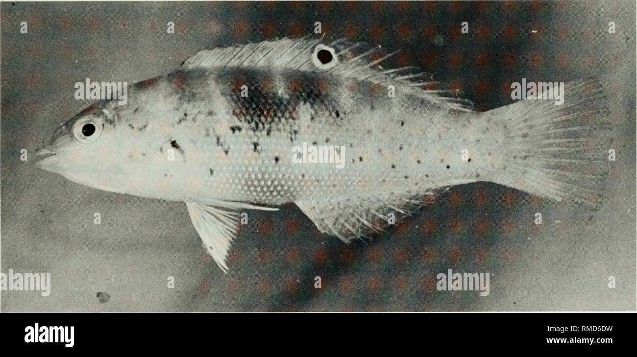 . An annotated checklist of the fishes of the Chagos Archipelago, Central Indian Ocean. Fishes. Fig. 312. Coris gaimard africana, 190 mm SL, Salomon.. Fig. 313. Coris variegata, 67 mm SL, Peros Banhos.. Please note that these images are extracted from scanned page images that may have been digitally enhanced for readability - coloration and appearance of these illustrations may not perfectly resemble the original work.. Winterbottom, Richard, 1944-; Emery, Alan, 1939-; Holm, Erling, 1950-; Royal Ontario Museum. Toronto : Royal Ontario Museum Stock Photo