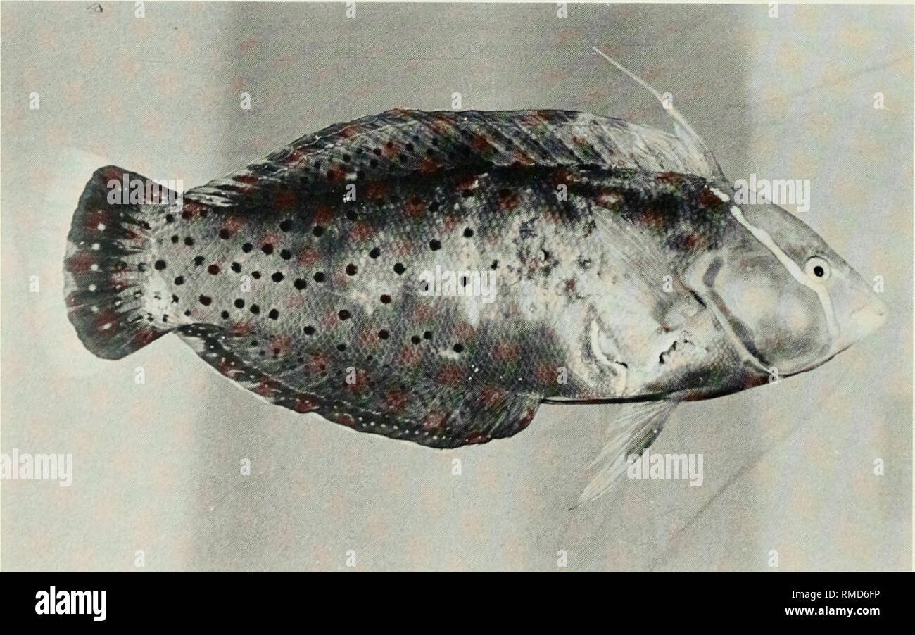 . An annotated checklist of the fishes of the Chagos Archipelago, Central Indian Ocean. Fishes. Fig. 310. Cirrhilabrus exquisitus, 46 mm SL, Peros Banhos.. ^ Fig. 311. Corisformosa, 206 mm SL, Peros Banhos. 184. Please note that these images are extracted from scanned page images that may have been digitally enhanced for readability - coloration and appearance of these illustrations may not perfectly resemble the original work.. Winterbottom, Richard, 1944-; Emery, Alan, 1939-; Holm, Erling, 1950-; Royal Ontario Museum. Toronto : Royal Ontario Museum Stock Photo