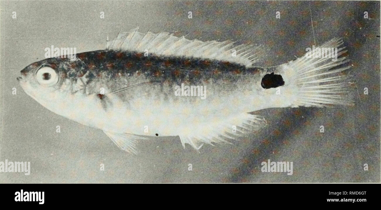 . An annotated checklist of the fishes of the Chagos Archipelago, Central Indian Ocean. Fishes. Fig. 309. Cheilo inermis, 43 mm SL, Peros Banhos.. Fig. 310. Cirrhilabrus exquisitus, 46 mm SL, Peros Banhos.. Please note that these images are extracted from scanned page images that may have been digitally enhanced for readability - coloration and appearance of these illustrations may not perfectly resemble the original work.. Winterbottom, Richard, 1944-; Emery, Alan, 1939-; Holm, Erling, 1950-; Royal Ontario Museum. Toronto : Royal Ontario Museum Stock Photo