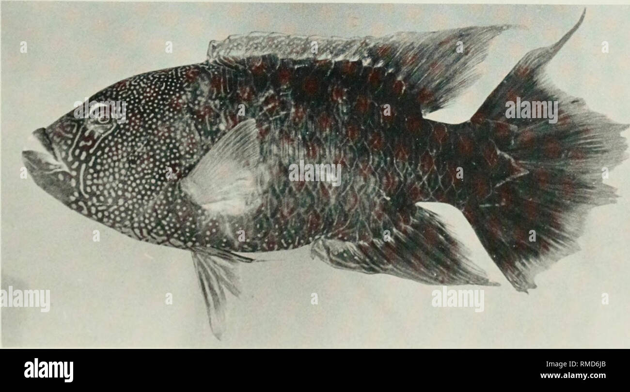 . An annotated checklist of the fishes of the Chagos Archipelago, Central Indian Ocean. Fishes. Fig. 307. Cheilinus trilobatus, 50 mm SL, Peros Banhos.. Fig. 308. Cheilinus trilobatus. 260 mm SL. Peros Banhos. 183. Please note that these images are extracted from scanned page images that may have been digitally enhanced for readability - coloration and appearance of these illustrations may not perfectly resemble the original work.. Winterbottom, Richard, 1944-; Emery, Alan, 1939-; Holm, Erling, 1950-; Royal Ontario Museum. Toronto : Royal Ontario Museum Stock Photo