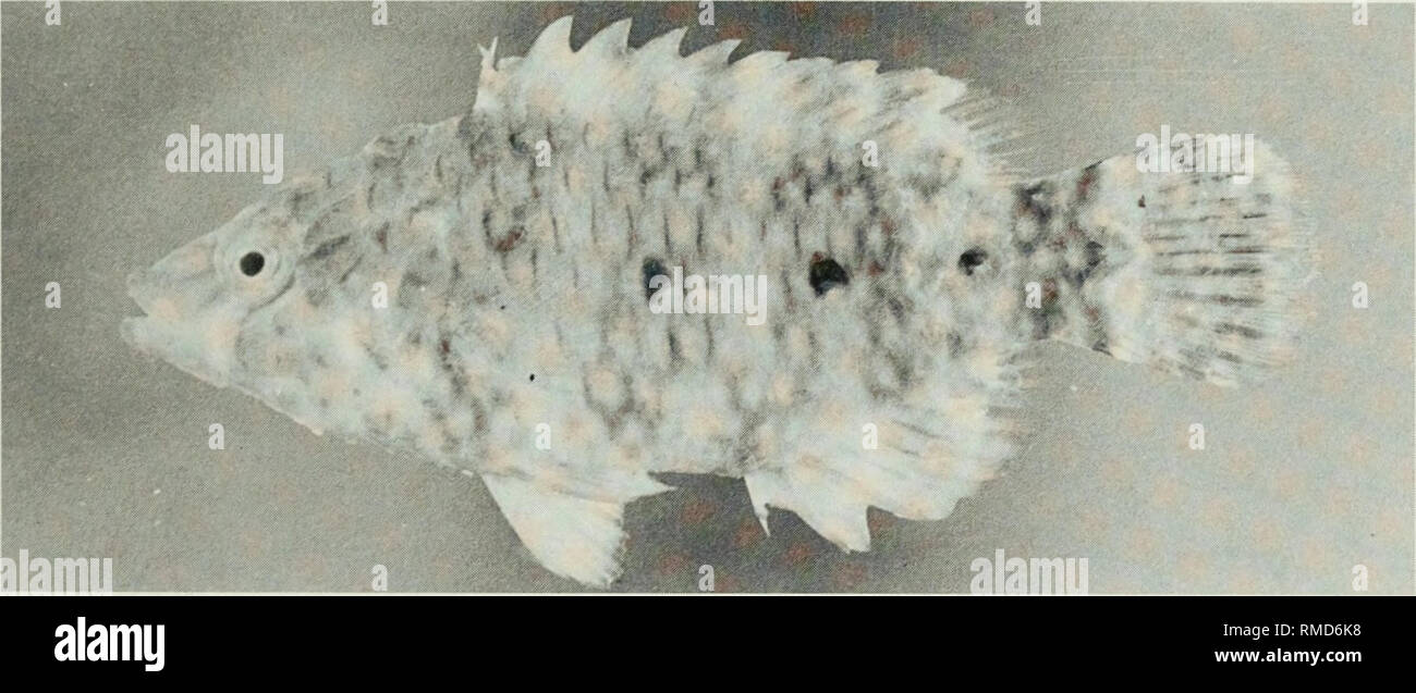 . An annotated checklist of the fishes of the Chagos Archipelago, Central Indian Ocean. Fishes. Fig. 306. Cheilinus oxycephalus, 62 mm SL, Peros Banhos.. Fig. 307. Cheilinus trilobatus, 50 mm SL, Peros Banhos.. Please note that these images are extracted from scanned page images that may have been digitally enhanced for readability - coloration and appearance of these illustrations may not perfectly resemble the original work.. Winterbottom, Richard, 1944-; Emery, Alan, 1939-; Holm, Erling, 1950-; Royal Ontario Museum. Toronto : Royal Ontario Museum Stock Photo