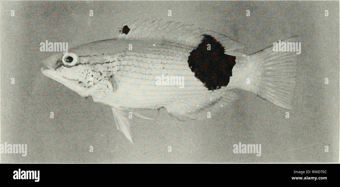 . An annotated checklist of the fishes of the Chagos Archipelago, Central Indian Ocean. Fishes. I Fig. 298. Bodianus axillaris, 96 mm SL, Peros Banhos.. I Fig. 299. Bodianus hilunulatus bilunulatus, 95 mm SL, Peros Banhos. 180. Please note that these images are extracted from scanned page images that may have been digitally enhanced for readability - coloration and appearance of these illustrations may not perfectly resemble the original work.. Winterbottom, Richard, 1944-; Emery, Alan, 1939-; Holm, Erling, 1950-; Royal Ontario Museum. Toronto : Royal Ontario Museum Stock Photo