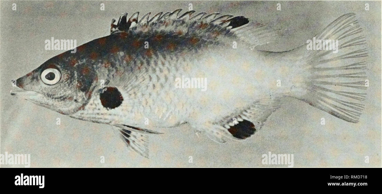 . An annotated checklist of the fishes of the Chagos Archipelago, Central Indian Ocean. Fishes. Fig. 297. Bodianus axillaris, 44 mm SL, Peros Banhos.. I Fig. 298. Bodianus axillaris, 96 mm SL, Peros Banhos.. Please note that these images are extracted from scanned page images that may have been digitally enhanced for readability - coloration and appearance of these illustrations may not perfectly resemble the original work.. Winterbottom, Richard, 1944-; Emery, Alan, 1939-; Holm, Erling, 1950-; Royal Ontario Museum. Toronto : Royal Ontario Museum Stock Photo