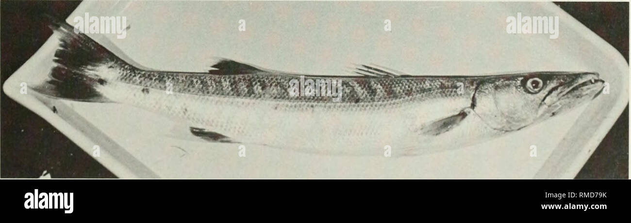 . An annotated checklist of the fishes of the Chagos Archipelago, Central Indian Ocean. Fishes. Fig. 289. IMyxus elongatus, (preserved) 24 mm SL, Peros Banhos. Photo by A. Strange.. Fig. 290. Sphyraena barracuda, 616 mm SL, Peros Banhos. 177. Please note that these images are extracted from scanned page images that may have been digitally enhanced for readability - coloration and appearance of these illustrations may not perfectly resemble the original work.. Winterbottom, Richard, 1944-; Emery, Alan, 1939-; Holm, Erling, 1950-; Royal Ontario Museum. Toronto : Royal Ontario Museum Stock Photo