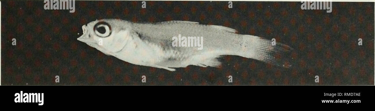 . An annotated checklist of the fishes of the Chagos Archipelago, Central Indian Ocean. Fishes. Fig. 288. Liza macrolepis, (preserved) 138 mm SL, Diego Garcia. Photo by A. Strange.. Fig. 289. IMyxus elongatus, (preserved) 24 mm SL, Peros Banhos. Photo by A. Strange.. Please note that these images are extracted from scanned page images that may have been digitally enhanced for readability - coloration and appearance of these illustrations may not perfectly resemble the original work.. Winterbottom, Richard, 1944-; Emery, Alan, 1939-; Holm, Erling, 1950-; Royal Ontario Museum. Toronto : Royal On Stock Photo