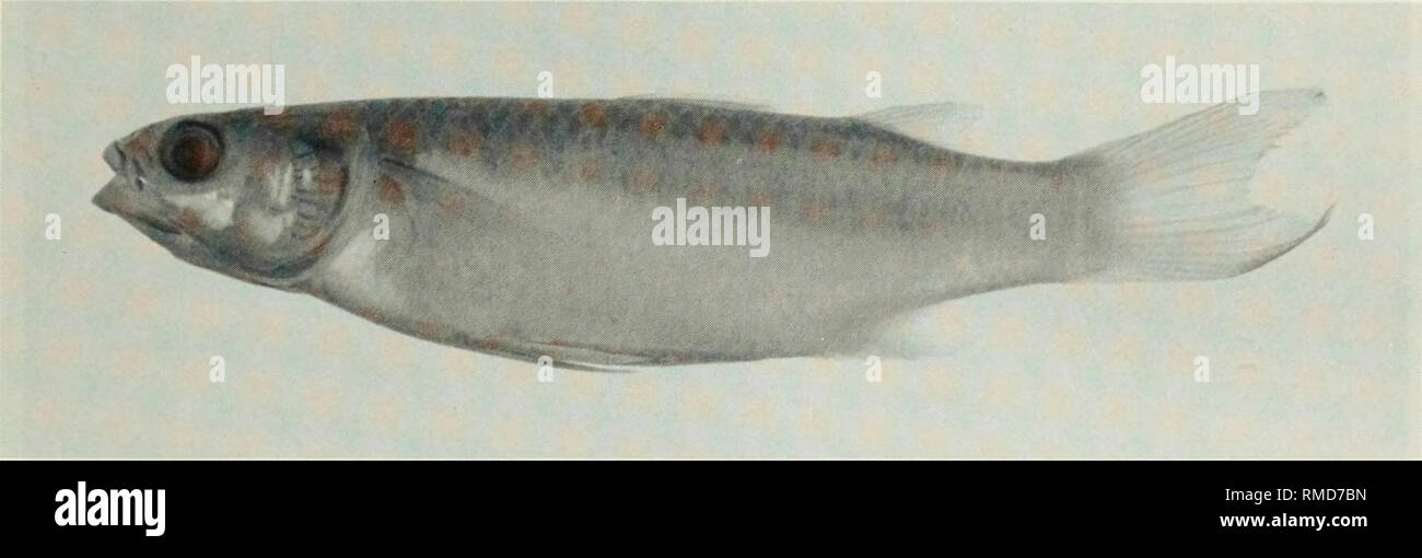 . An annotated checklist of the fishes of the Chagos Archipelago, Central Indian Ocean. Fishes. Fig. 287. Crenimugil crenilabis, 309 mm SL, Peros Banhos.. Fig. 288. Liza macrolepis, (preserved) 138 mm SL, Diego Garcia. Photo by A. Strange.. Please note that these images are extracted from scanned page images that may have been digitally enhanced for readability - coloration and appearance of these illustrations may not perfectly resemble the original work.. Winterbottom, Richard, 1944-; Emery, Alan, 1939-; Holm, Erling, 1950-; Royal Ontario Museum. Toronto : Royal Ontario Museum Stock Photo