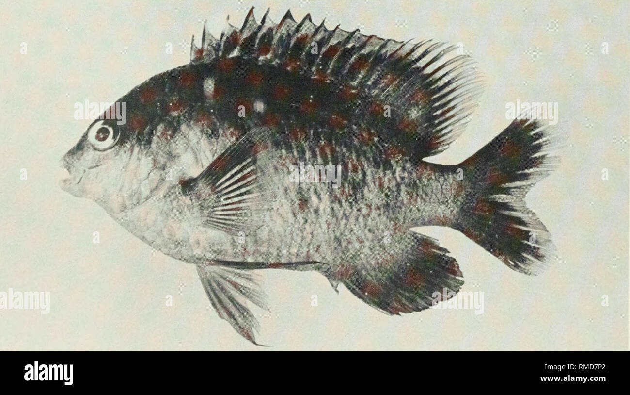 . An annotated checklist of the fishes of the Chagos Archipelago, Central Indian Ocean. Fishes. Fig. 279. Stegastes fasciolatus, (preserved) 73 mm SL, Salomon. Photo by A. Strange.. Fig. 280. Stegastes nigricans, 83 mm SL, Peros Banhos. 174. Please note that these images are extracted from scanned page images that may have been digitally enhanced for readability - coloration and appearance of these illustrations may not perfectly resemble the original work.. Winterbottom, Richard, 1944-; Emery, Alan, 1939-; Holm, Erling, 1950-; Royal Ontario Museum. Toronto : Royal Ontario Museum Stock Photo