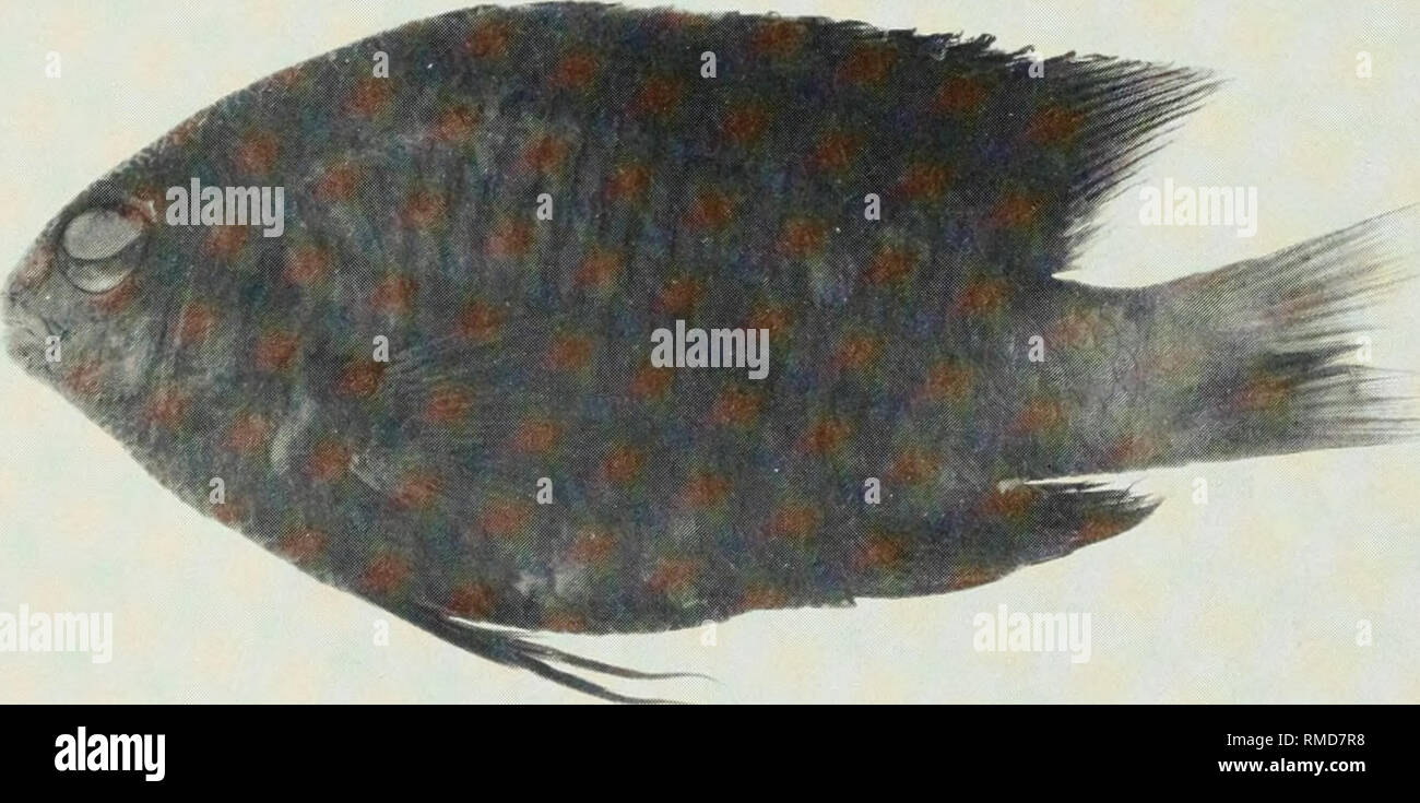 . An annotated checklist of the fishes of the Chagos Archipelago, Central Indian Ocean. Fishes. Fig. 278. Pomacentrus sp. 2, (preserved) 65 mm SL, Salomon. Photo by A. Strange.. Fig. 279. Stegastes fasciolatus, (preserved) 73 mm SL, Salomon. Photo by A. Strange.. Please note that these images are extracted from scanned page images that may have been digitally enhanced for readability - coloration and appearance of these illustrations may not perfectly resemble the original work.. Winterbottom, Richard, 1944-; Emery, Alan, 1939-; Holm, Erling, 1950-; Royal Ontario Museum. Toronto : Royal Ontari Stock Photo