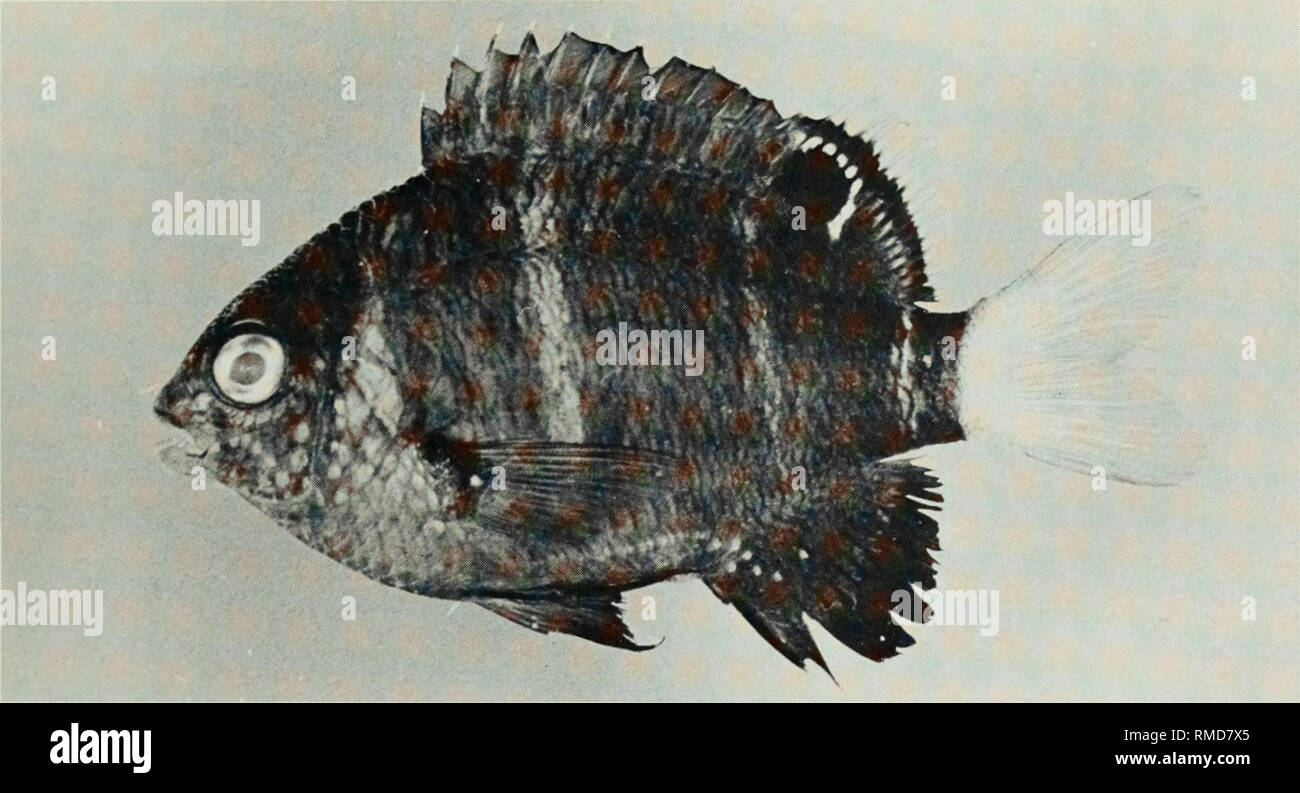 . An annotated checklist of the fishes of the Chagos Archipelago, Central Indian Ocean. Fishes. Fig. 275. Plectroglyphidodon leucozonus, (preserved) 59mm SL, Salomon. Photo by M. Burridge- Smith.. Fig. 276. Plectroglyphidodon phoenixensis, 47 mm SL, Peros Banhos.. Please note that these images are extracted from scanned page images that may have been digitally enhanced for readability - coloration and appearance of these illustrations may not perfectly resemble the original work.. Winterbottom, Richard, 1944-; Emery, Alan, 1939-; Holm, Erling, 1950-; Royal Ontario Museum. Toronto : Royal Ontar Stock Photo