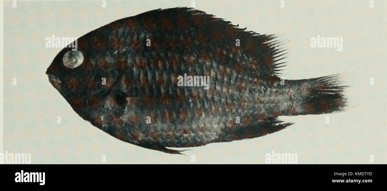 . An annotated checklist of the fishes of the Chagos Archipelago, Central Indian Ocean. Fishes. Fig. 275. Plectroglyphidodon leucozonus, (preserved) 59mm SL, Salomon. Photo by M. Burridge- Smith.. Please note that these images are extracted from scanned page images that may have been digitally enhanced for readability - coloration and appearance of these illustrations may not perfectly resemble the original work.. Winterbottom, Richard, 1944-; Emery, Alan, 1939-; Holm, Erling, 1950-; Royal Ontario Museum. Toronto : Royal Ontario Museum Stock Photo