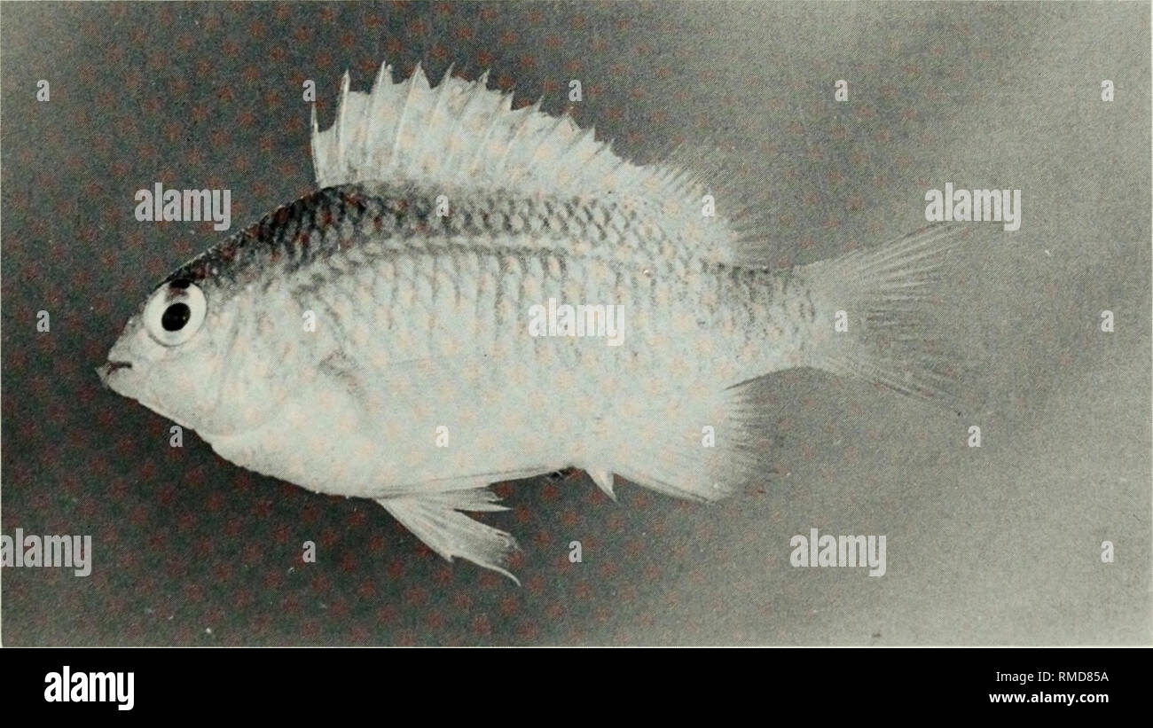 . An annotated checklist of the fishes of the Chagos Archipelago, Central Indian Ocean. Fishes. Fig. 271. Plectroglyphidodon dickii, 51 mm SL, Peros Banhos.. Fig. 272. Plectroglyphidodon imparipennis, 42 mm SL, Salomon. 171. Please note that these images are extracted from scanned page images that may have been digitally enhanced for readability - coloration and appearance of these illustrations may not perfectly resemble the original work.. Winterbottom, Richard, 1944-; Emery, Alan, 1939-; Holm, Erling, 1950-; Royal Ontario Museum. Toronto : Royal Ontario Museum Stock Photo