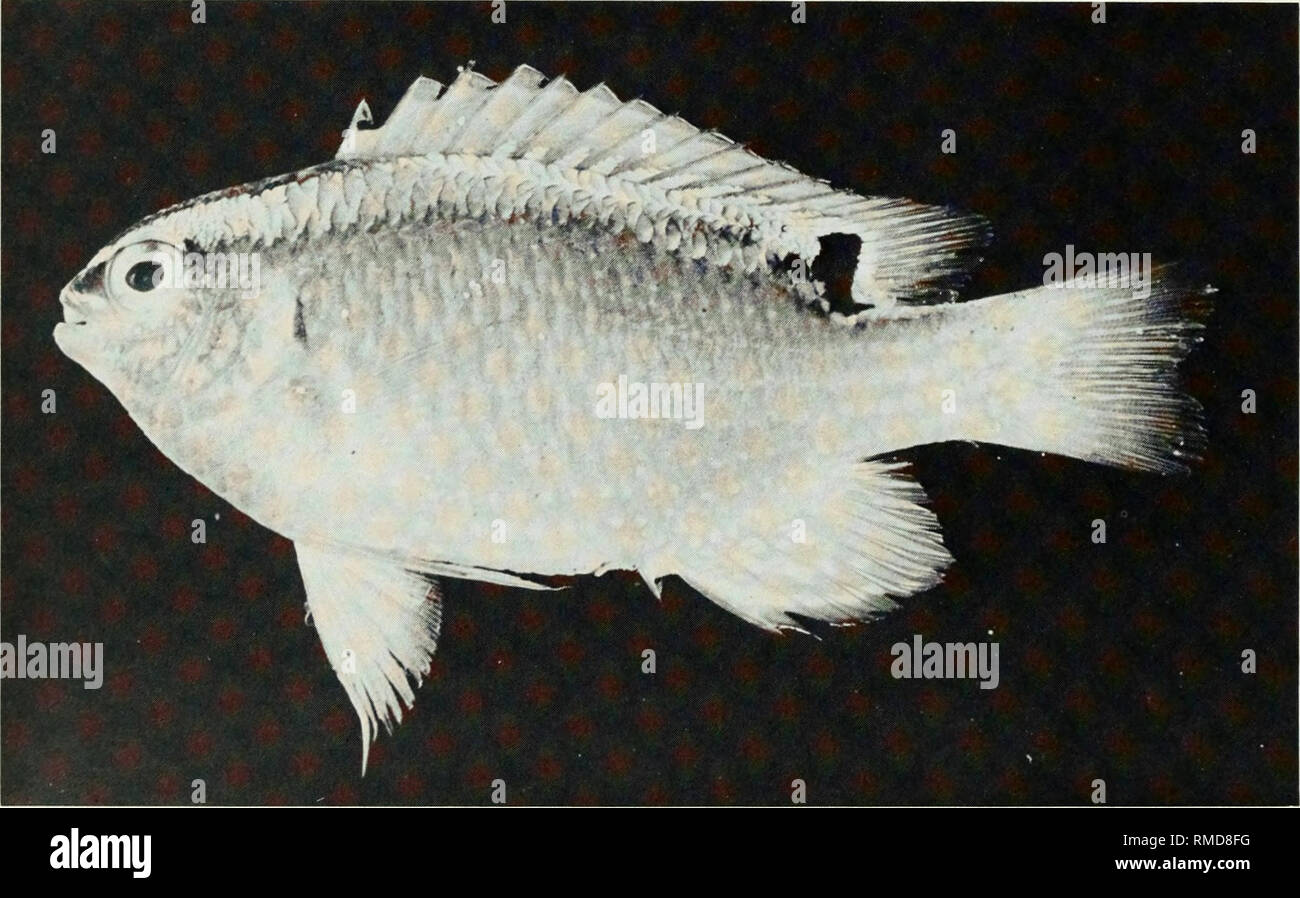 . An annotated checklist of the fishes of the Chagos Archipelago, Central Indian Ocean. Fishes. Fig. 263. Chrysiptera glauca, 45 mm SL, Peros Banhos.. Fig. 264. Chrysiptera leucopoma, 44 mm SL, Eagle Island. 168. Please note that these images are extracted from scanned page images that may have been digitally enhanced for readability - coloration and appearance of these illustrations may not perfectly resemble the original work.. Winterbottom, Richard, 1944-; Emery, Alan, 1939-; Holm, Erling, 1950-; Royal Ontario Museum. Toronto : Royal Ontario Museum Stock Photo