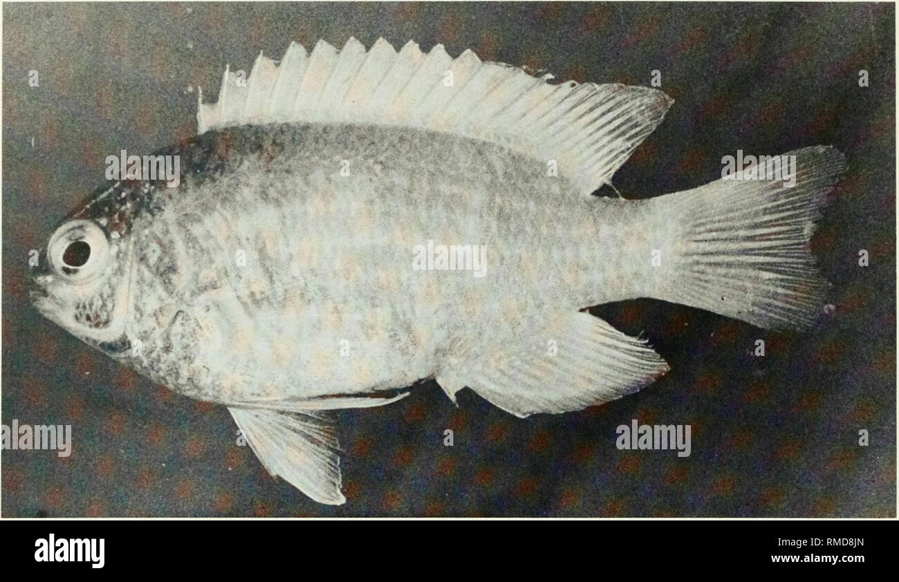 . An annotated checklist of the fishes of the Chagos Archipelago, Central Indian Ocean. Fishes. Fig. 263. Chrysiptera glauca, 45 mm SL, Peros Banhos.. Please note that these images are extracted from scanned page images that may have been digitally enhanced for readability - coloration and appearance of these illustrations may not perfectly resemble the original work.. Winterbottom, Richard, 1944-; Emery, Alan, 1939-; Holm, Erling, 1950-; Royal Ontario Museum. Toronto : Royal Ontario Museum Stock Photo