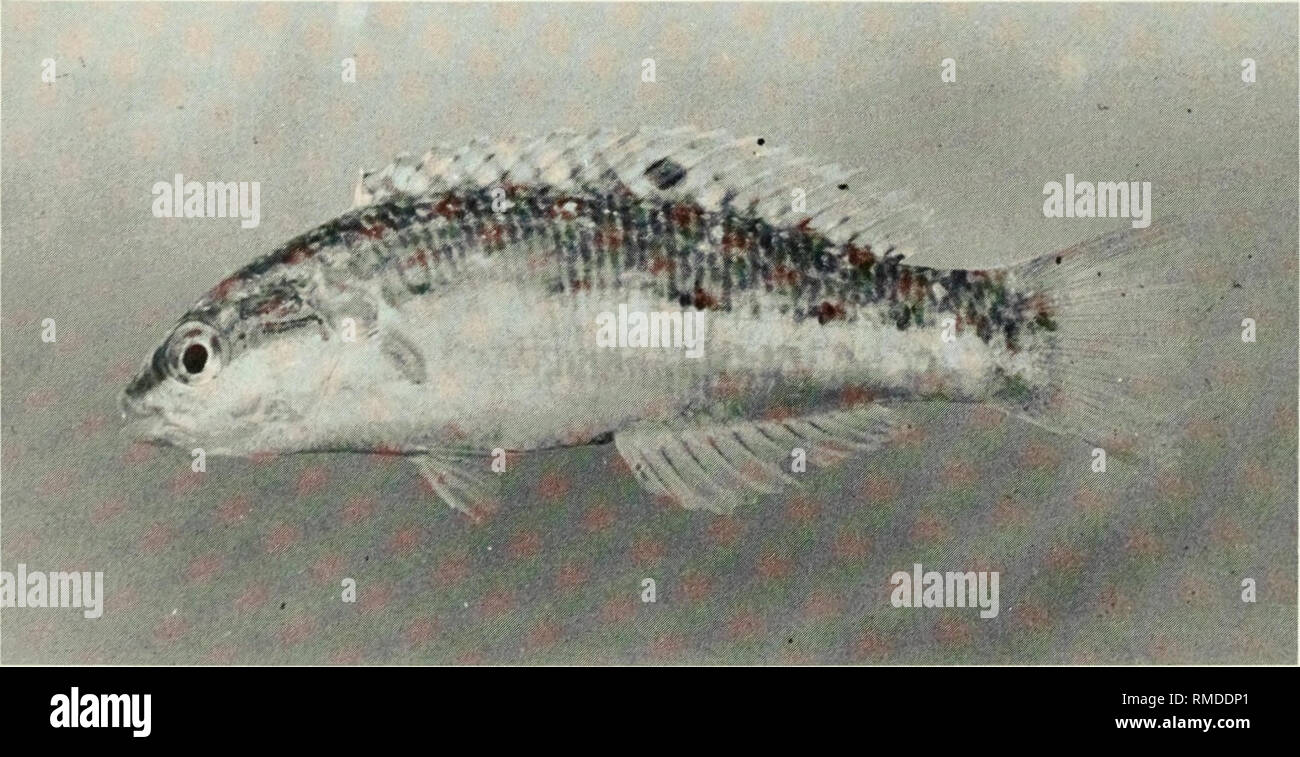 . An annotated checklist of the fishes of the Chagos Archipelago, Central Indian Ocean. Fishes. Fig. 341. Thalassoma purpureum, 174 mm SL, Peros Banhos.. I Fig. 342. Thalassoma quinquevittatum, 42 mm SL, Peros Banhos. 194. Please note that these images are extracted from scanned page images that may have been digitally enhanced for readability - coloration and appearance of these illustrations may not perfectly resemble the original work.. Winterbottom, Richard, 1944-; Emery, Alan, 1939-; Holm, Erling, 1950-; Royal Ontario Museum. Toronto : Royal Ontario Museum Stock Photo