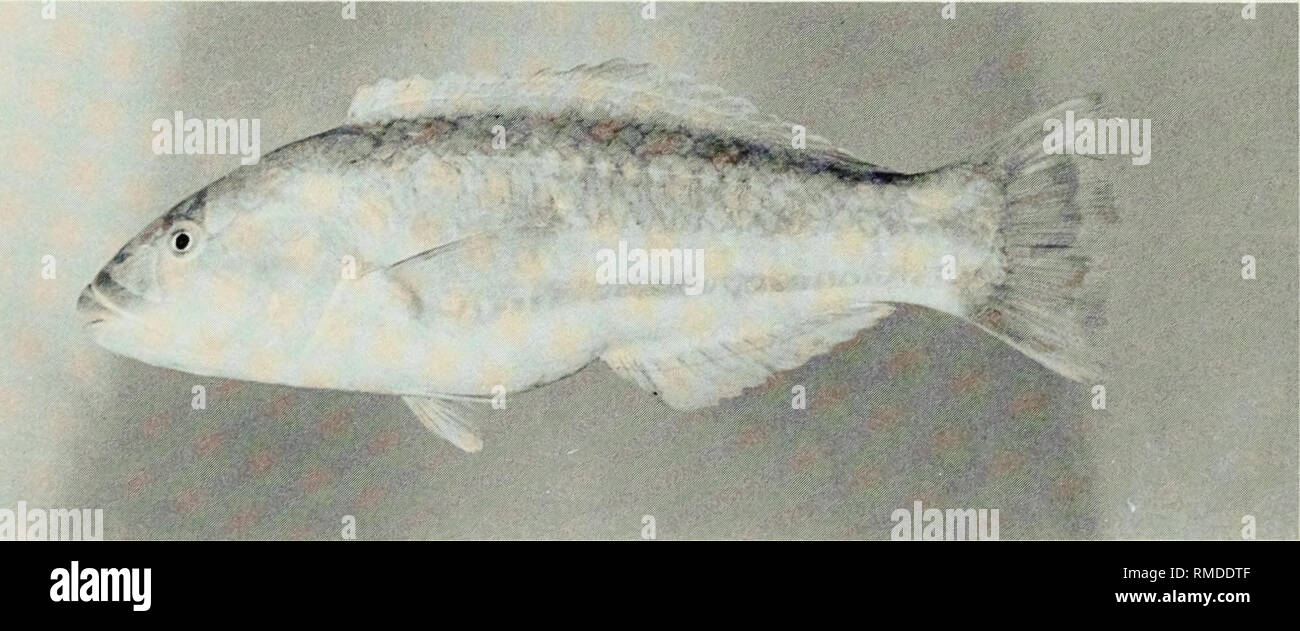 . An annotated checklist of the fishes of the Chagos Archipelago, Central Indian Ocean. Fishes. Fig. 340. Thalassoma lunare, 92 mm SL, Peros Banhos.. Fig. 341. Thalassoma purpureum, 174 mm SL, Peros Banhos.. Please note that these images are extracted from scanned page images that may have been digitally enhanced for readability - coloration and appearance of these illustrations may not perfectly resemble the original work.. Winterbottom, Richard, 1944-; Emery, Alan, 1939-; Holm, Erling, 1950-; Royal Ontario Museum. Toronto : Royal Ontario Museum Stock Photo