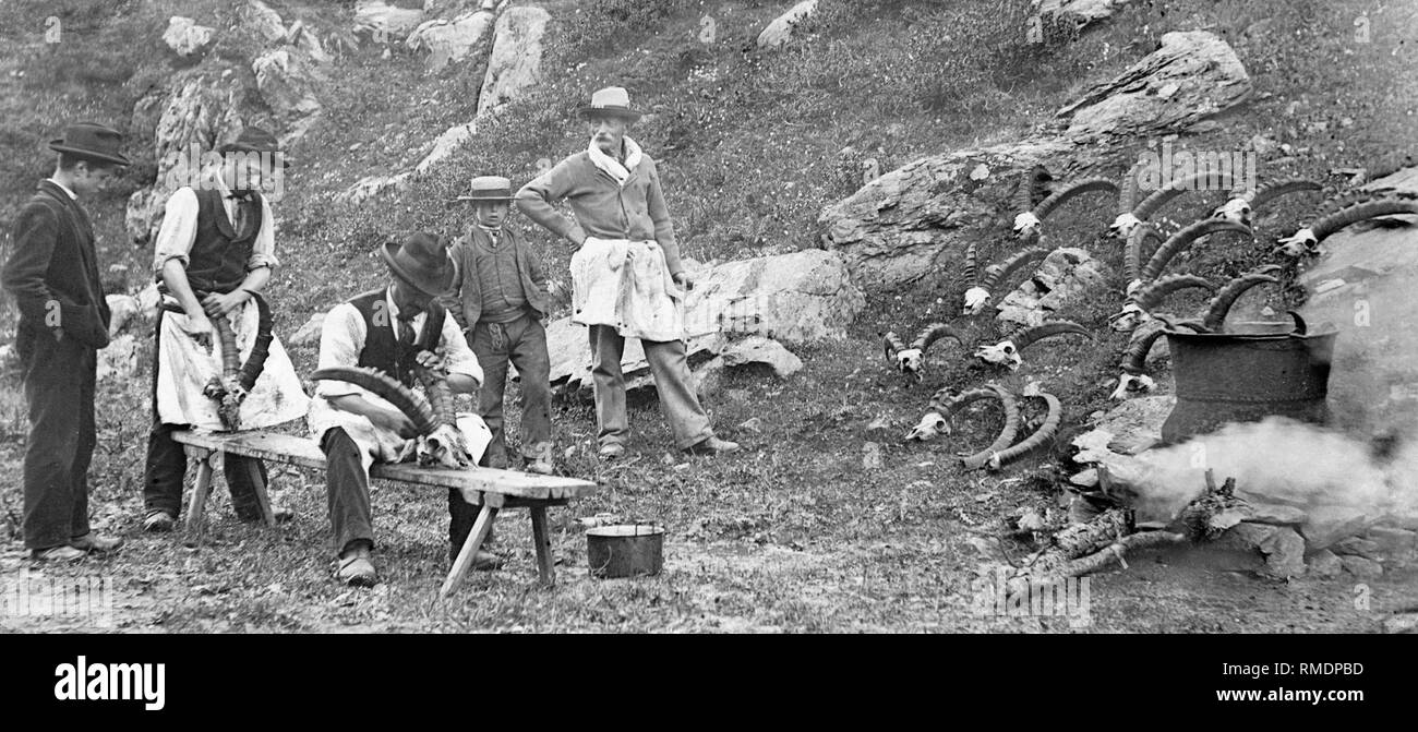 ibex horns, italy, valle d'aosta, 1910 Stock Photo