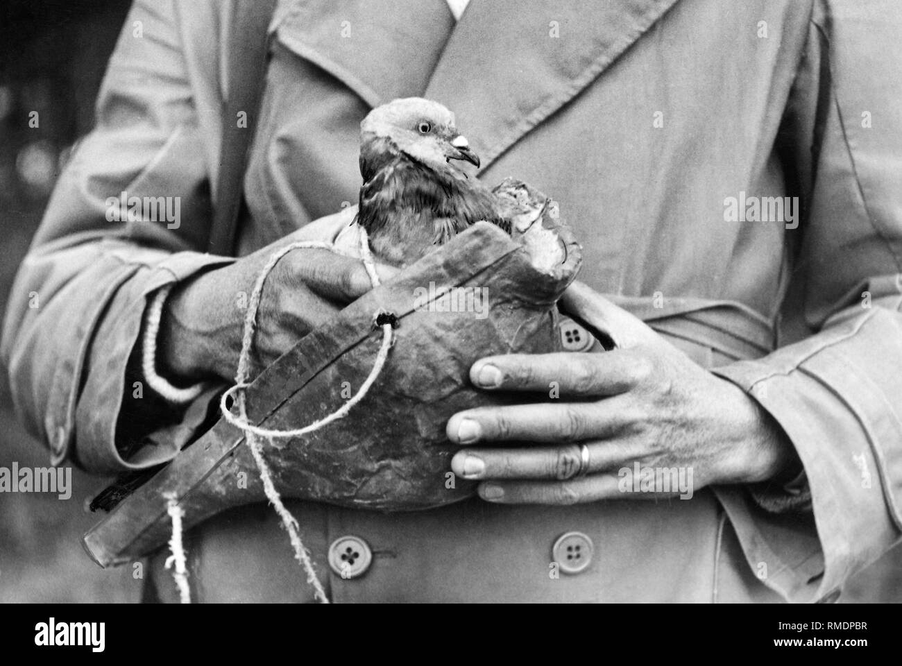 Black man hand and white pigeon hi-res stock photography and images - Alamy