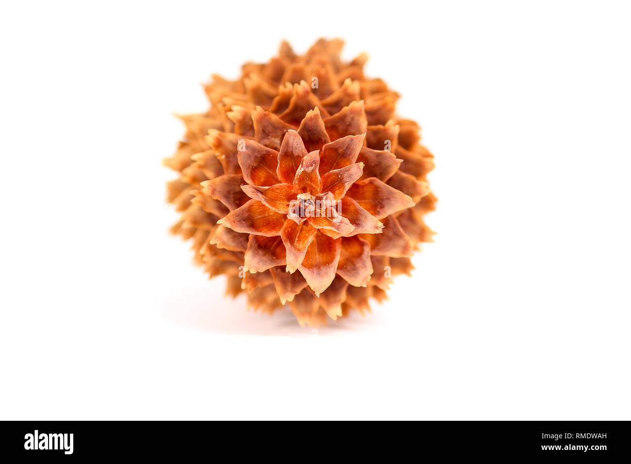 How to keep the scales on a pinecone closed