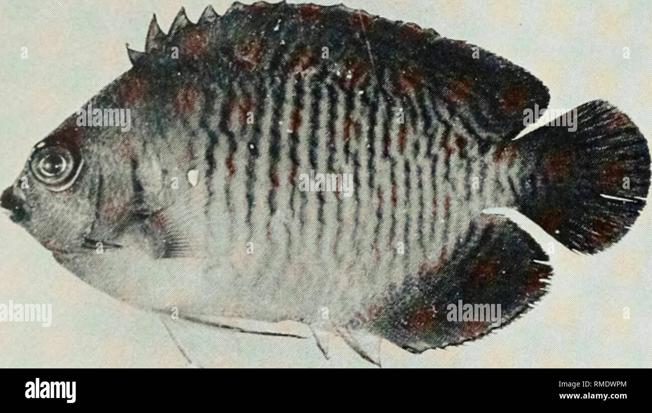 . An annotated checklist of the fishes of the Chagos Archipelago, Central Indian Ocean. Fishes. Fig. 243. Heniochus monoceros, 95 mm SL, Salomon. Fig. 244. Apolemichthys trimaculatus, 150 mm SL, Peres Banhos.. Fig. 245. Centropyge bispinosus, 56 mm SL, Salomon.. Please note that these images are extracted from scanned page images that may have been digitally enhanced for readability - coloration and appearance of these illustrations may not perfectly resemble the original work.. Winterbottom, Richard, 1944-; Emery, Alan, 1939-; Holm, Erling, 1950-; Royal Ontario Museum. Toronto : Royal Ontario Stock Photo