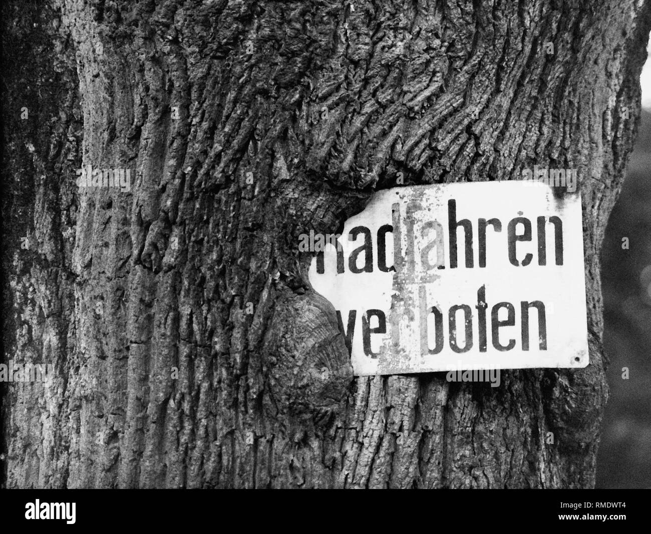A prohibition sign 'Cycling prohibited' is grown together with an oak. Stock Photo