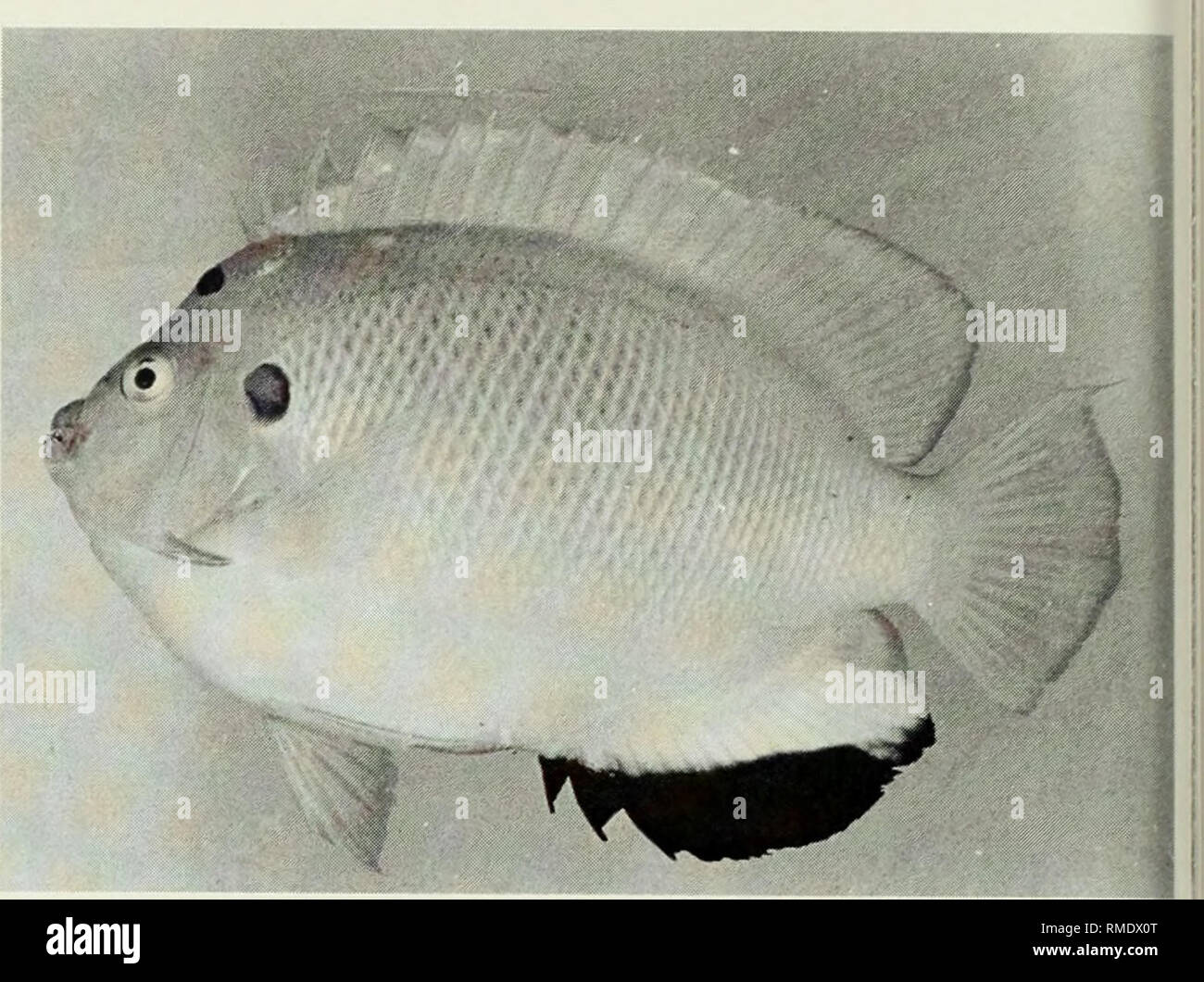 . An annotated checklist of the fishes of the Chagos Archipelago, Central Indian Ocean. Fishes. Fig. 243. Heniochus monoceros, 95 mm SL, Salomon. Fig. 244. Apolemichthys trimaculatus, 150 mm SL, Peres Banhos.. Please note that these images are extracted from scanned page images that may have been digitally enhanced for readability - coloration and appearance of these illustrations may not perfectly resemble the original work.. Winterbottom, Richard, 1944-; Emery, Alan, 1939-; Holm, Erling, 1950-; Royal Ontario Museum. Toronto : Royal Ontario Museum Stock Photo