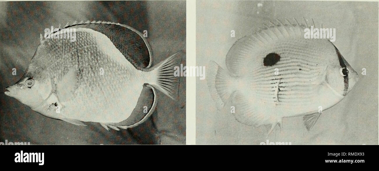 . An annotated checklist of the fishes of the Chagos Archipelago, Central Indian Ocean. Fishes. Fig. 239. Chaetodon xanthocephalus, 181 mm SL, Three Brothers. Fig. 240. Chaeotodon Zanzibarensis, 112 mm SL, Peros Banhos.. Please note that these images are extracted from scanned page images that may have been digitally enhanced for readability - coloration and appearance of these illustrations may not perfectly resemble the original work.. Winterbottom, Richard, 1944-; Emery, Alan, 1939-; Holm, Erling, 1950-; Royal Ontario Museum. Toronto : Royal Ontario Museum Stock Photo