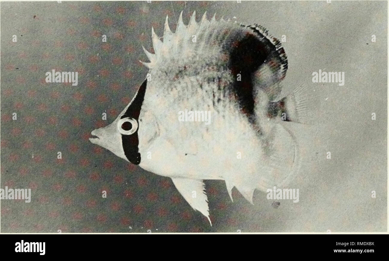 . An annotated checklist of the fishes of the Chagos Archipelago, Central Indian Ocean. Fishes. Fig. 236. Chaetodon trifasciatus trifasciatus, 94mm SL, Peros Fig. 237. Chaetodon unimaculatus interruptus, 111 mm SL, Banhos. Eagle Island.. Fig. 238. Chaetodon vagabundus, 48 mm SL, Salomon. 160. Please note that these images are extracted from scanned page images that may have been digitally enhanced for readability - coloration and appearance of these illustrations may not perfectly resemble the original work.. Winterbottom, Richard, 1944-; Emery, Alan, 1939-; Holm, Erling, 1950-; Royal Ontario  Stock Photo