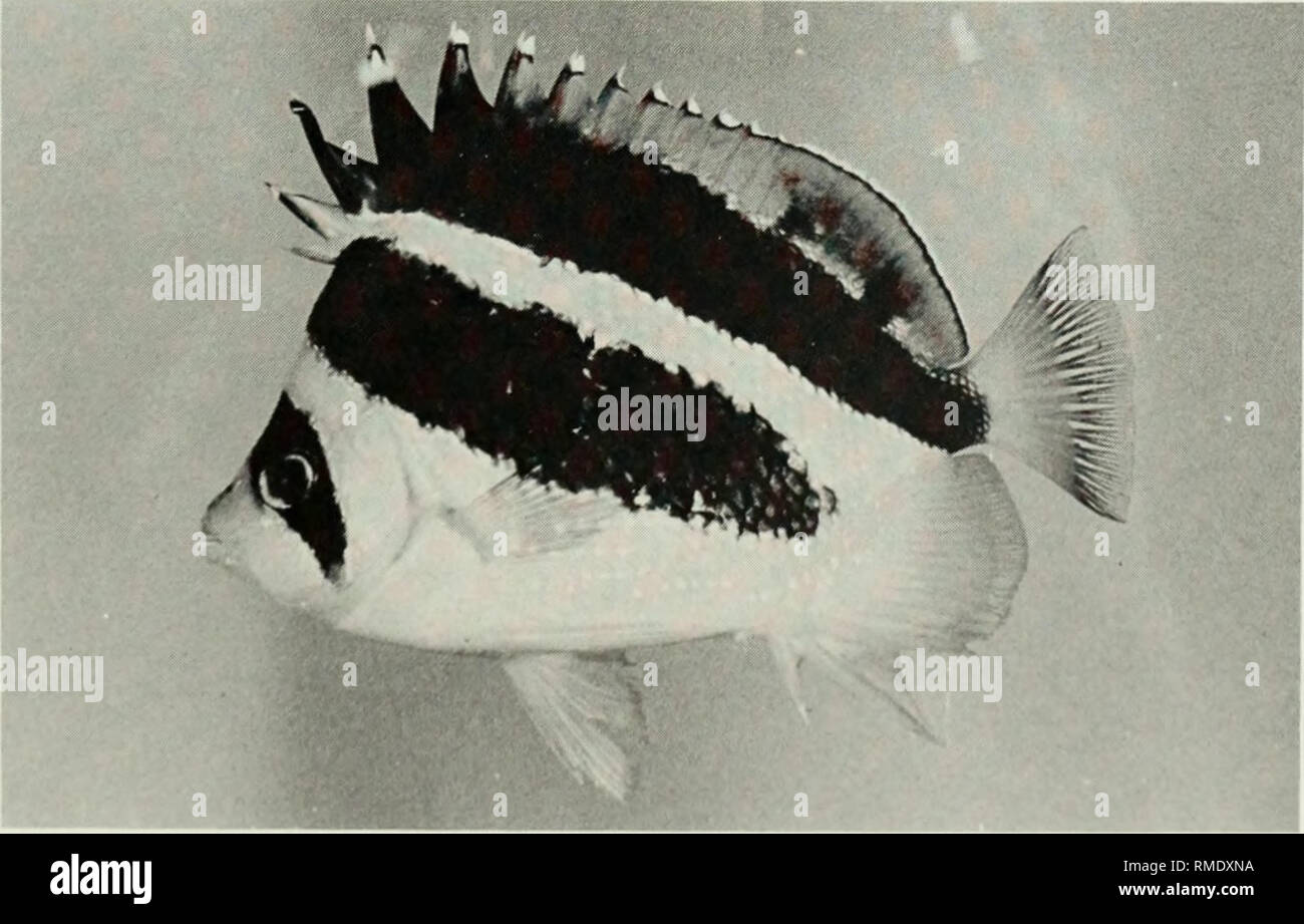 . An annotated checklist of the fishes of the Chagos Archipelago, Central Indian Ocean. Fishes. 'iG. 232. Chaetodon madagascariensis, 51 mm SL, Eagle Island. Fig. 233. Chaetodon meyeri, 133 mm SL, Peros Banhos.. Fig. 234. Chaetodon mitratus, 87 mm SL, Peros Banhos. 159. Please note that these images are extracted from scanned page images that may have been digitally enhanced for readability - coloration and appearance of these illustrations may not perfectly resemble the original work.. Winterbottom, Richard, 1944-; Emery, Alan, 1939-; Holm, Erling, 1950-; Royal Ontario Museum. Toronto : Royal Stock Photo
