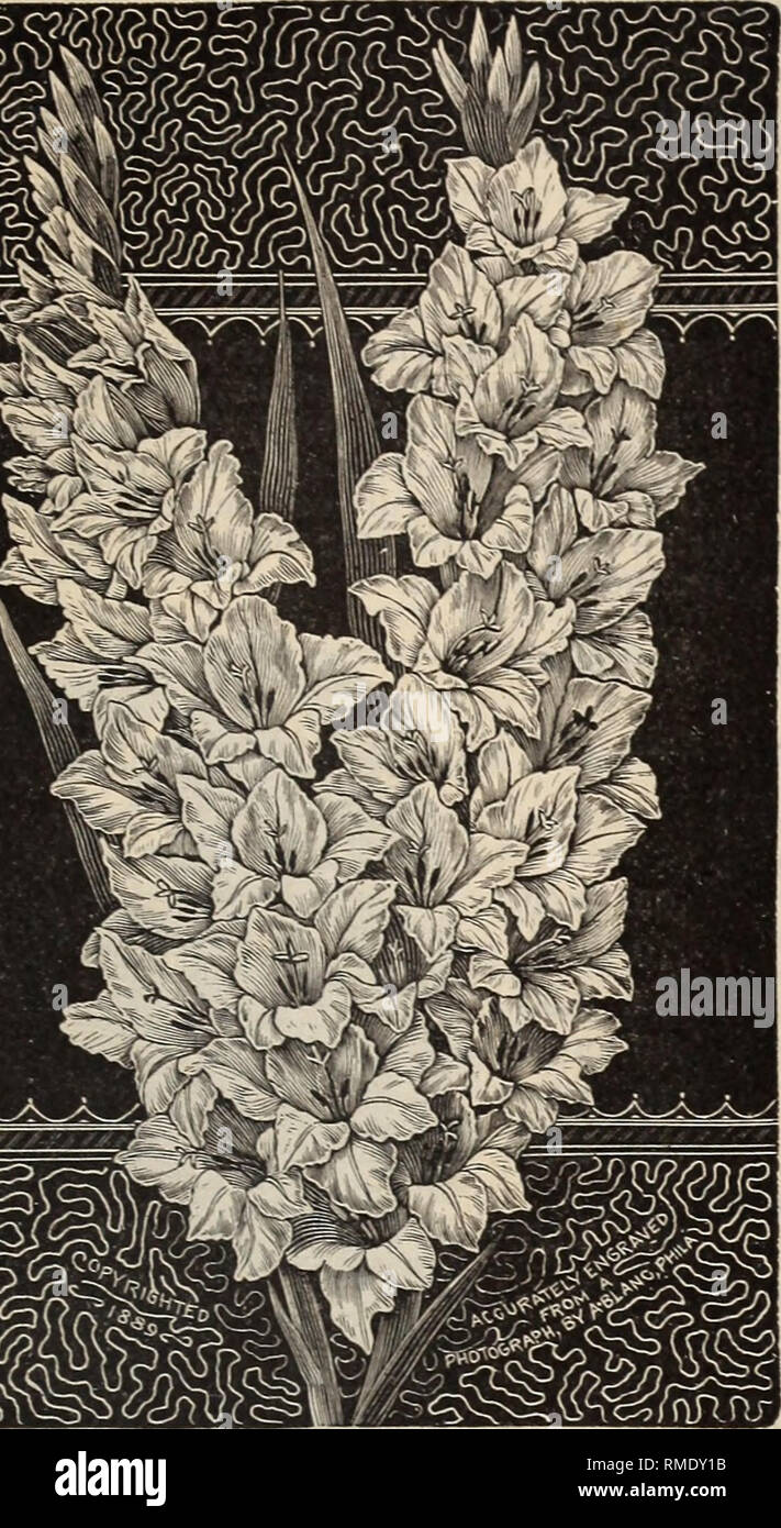 . Annual catalogue of seeds, plants, &amp;c.. Nurseries (Horticulture) Massachusetts Boston Catalogs; Vegetables Seeds Catalogs; Grasses Seeds Catalogs; Flowers Seeds Catalogs; Fruit Seedlings Catalogs; Trees Seedlings Catalogs; Plants, Ornamental Catalogs; Agricultural implements Catalogs. GLADIOLUS. Of summer-blooming plants for general garden decoration, the Gladiolus is deserving of special attention. Requiring but little room for growth, they are exceed- ingly useful for filling vacant places in the border, while for massing in large beds, where a brilliant and effective display is desire Stock Photo