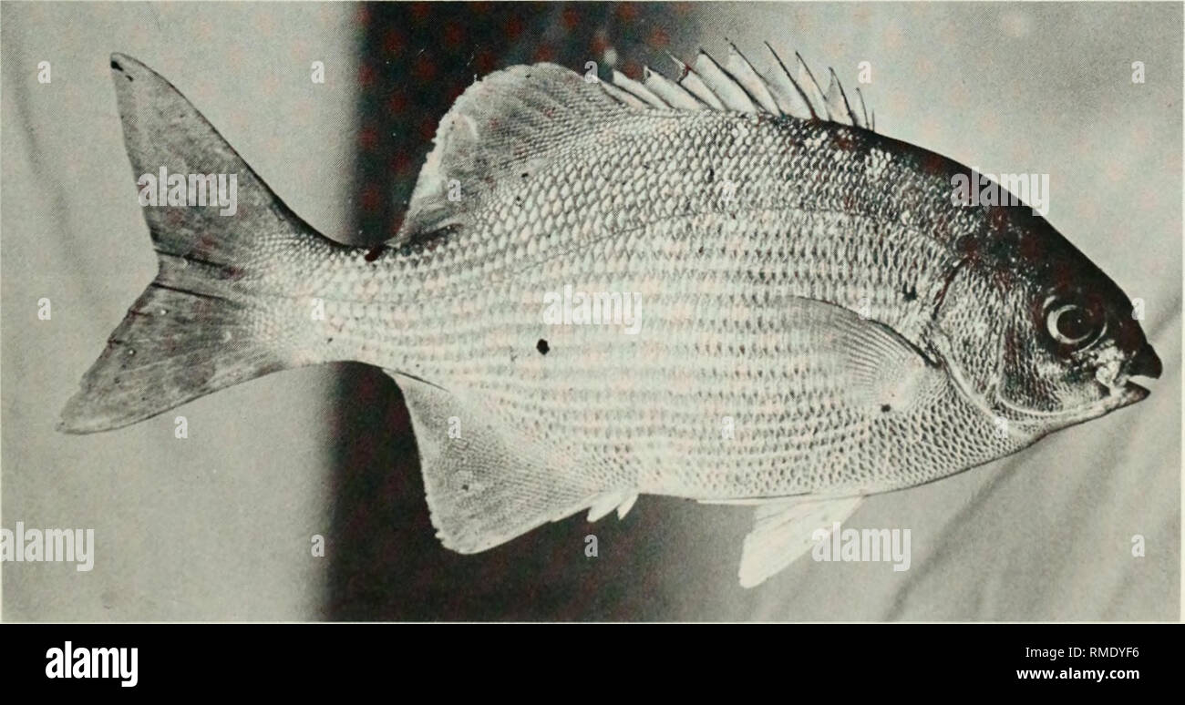 . An annotated checklist of the fishes of the Chagos Archipelago, Central Indian Ocean. Fishes. Fig. 224. Pempheris vanicolensis, specimen not located, Peros Banhos.. Fig. 225. Kyphosus cinerascens, 148 mm SL, Peros Banhos. ,57. Please note that these images are extracted from scanned page images that may have been digitally enhanced for readability - coloration and appearance of these illustrations may not perfectly resemble the original work.. Winterbottom, Richard, 1944-; Emery, Alan, 1939-; Holm, Erling, 1950-; Royal Ontario Museum. Toronto : Royal Ontario Museum Stock Photo