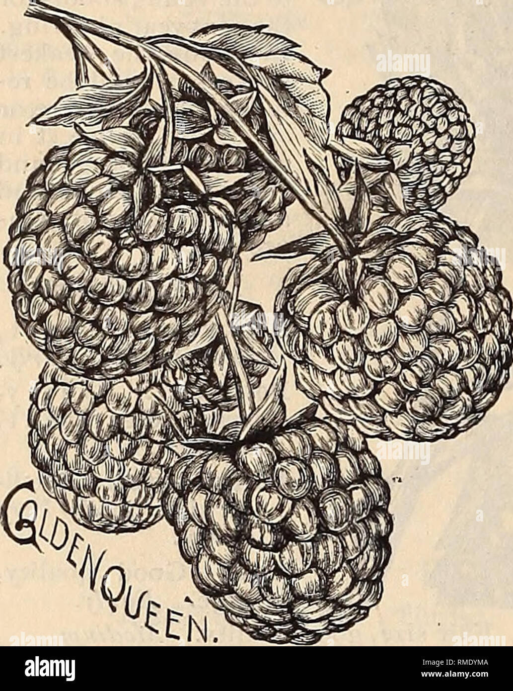 . Annual catalogue of seeds and plants. Nurseries (Horticulture), Minnesota, Catalogs; Vegetables, Seeds, Catalogs; Flowers, Catalogs. 96 SCHLEGEL ^ FOTTEER'S SEED CATALOGUE. GRAPES, Foreign Varieties. For Growing Under Glass. 1.00 and 1.50 each. BLACK. Alicante. Very large, fine qualitv. Black Hamburg. The best for general use. Gros Colman. Very large, sweet and juicj. Madresfield Court. Large, rich muscat flavor.. WHITE. Bowood. Large, with a sweet muscat flavor. Golden Chasselas. Large, excellent sort. — Hamburg. Large bunches, one of the best. Muscat of Alexandria. A delicious variety. • R Stock Photo