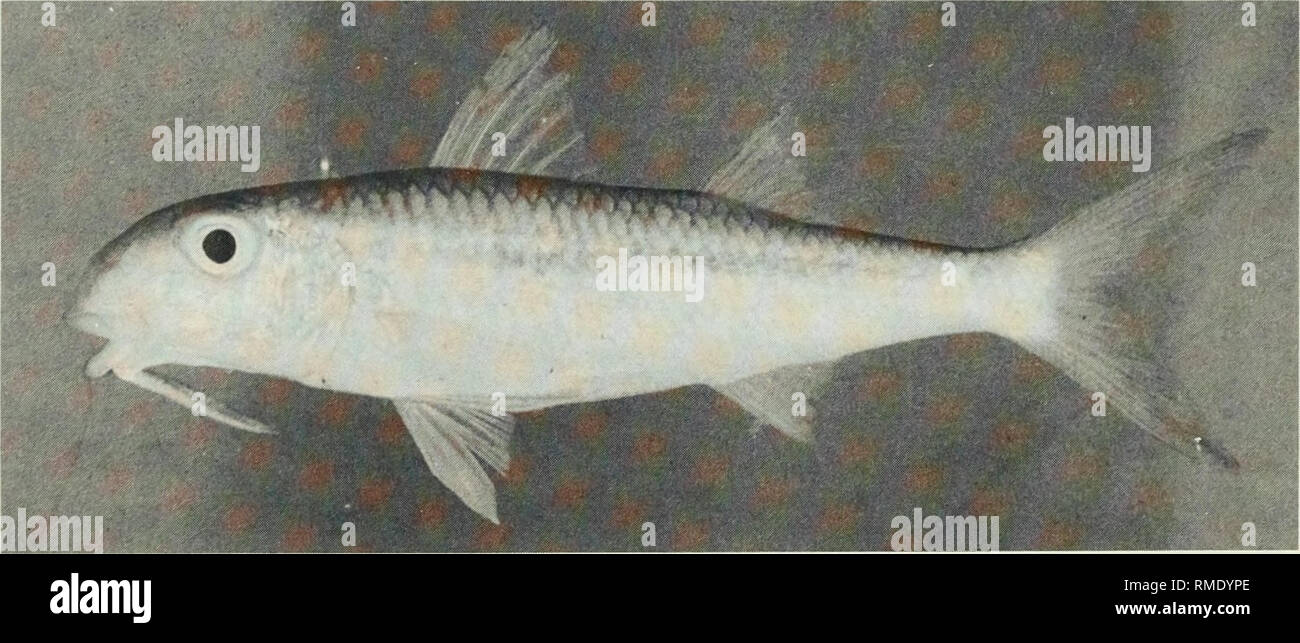 . An annotated checklist of the fishes of the Chagos Archipelago, Central Indian Ocean. Fishes. Fig. 215. Monotaxis grandoculis, 166 mm SL, Peros Banhos.. Fig. 216. Mulloides flavolineatus, 151 mm SL, Peros Banhos.. Please note that these images are extracted from scanned page images that may have been digitally enhanced for readability - coloration and appearance of these illustrations may not perfectly resemble the original work.. Winterbottom, Richard, 1944-; Emery, Alan, 1939-; Holm, Erling, 1950-; Royal Ontario Museum. Toronto : Royal Ontario Museum Stock Photo