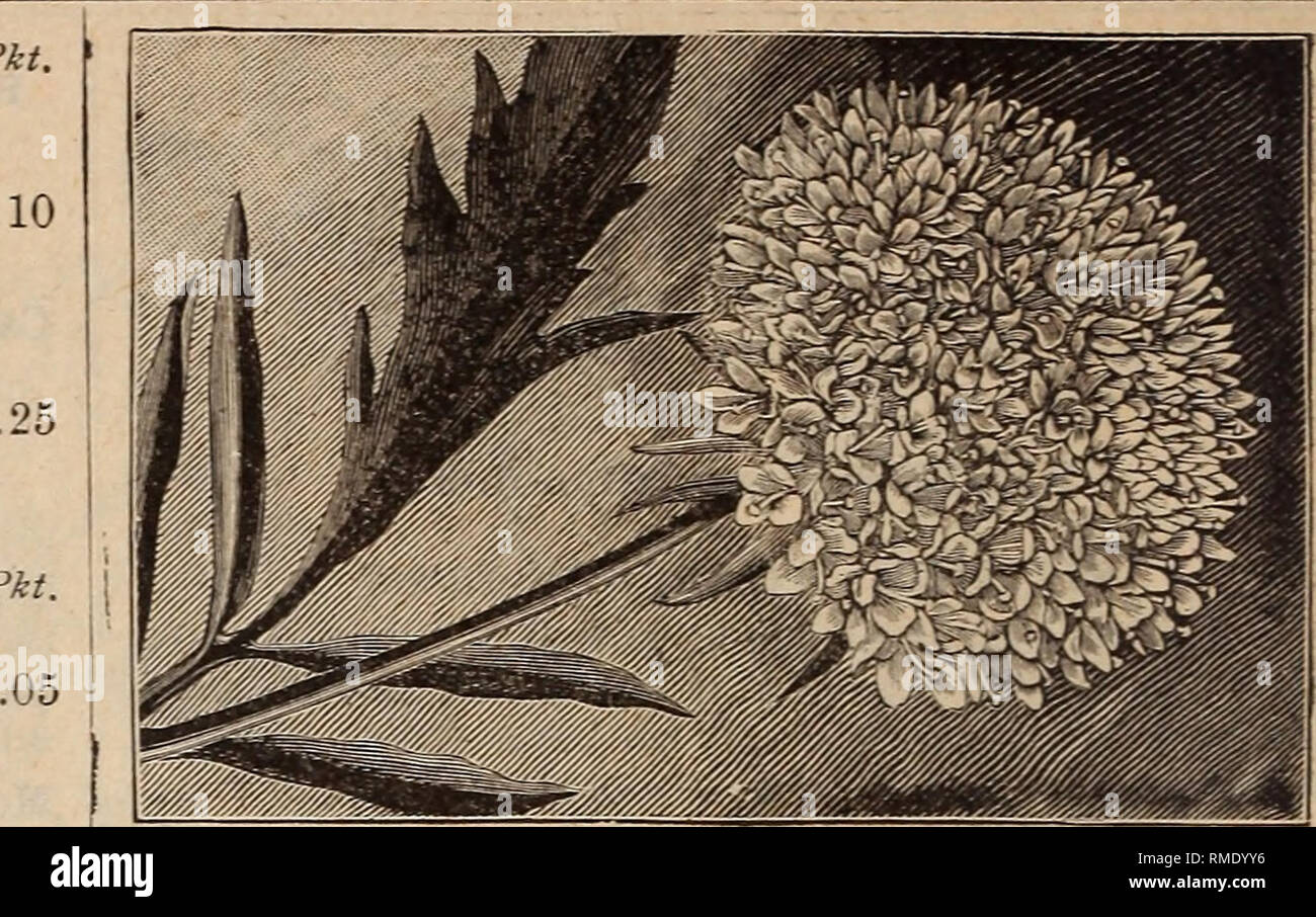 Annual Catalogue Of Seeds Plants C Nurseries