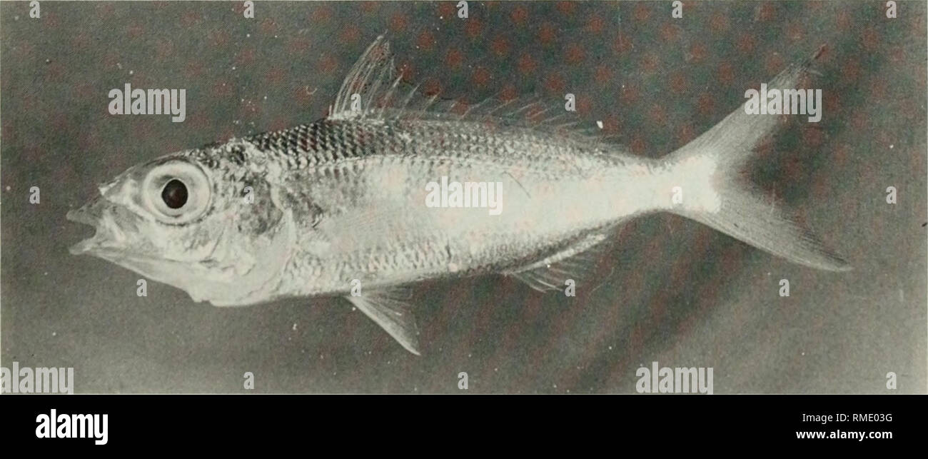 . An annotated checklist of the fishes of the Chagos Archipelago, Central Indian Ocean. Fishes. Fig. 207. Gerres acinaces, 245 mm SL, Peres Banhos.. Fig. 208. Gerres ohlongus, 50 mm SL, Peres Banhos. 151. Please note that these images are extracted from scanned page images that may have been digitally enhanced for readability - coloration and appearance of these illustrations may not perfectly resemble the original work.. Winterbottom, Richard, 1944-; Emery, Alan, 1939-; Holm, Erling, 1950-; Royal Ontario Museum. Toronto : Royal Ontario Museum Stock Photo