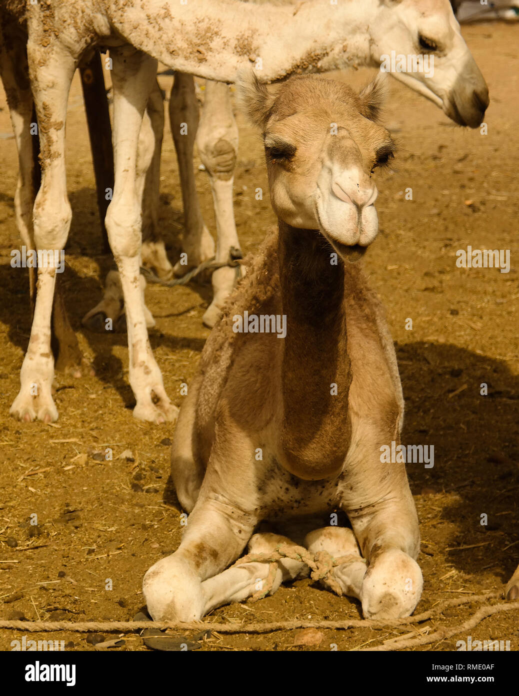 Camels at the Local cattle market in Agades at Air, Niger Stock Photo