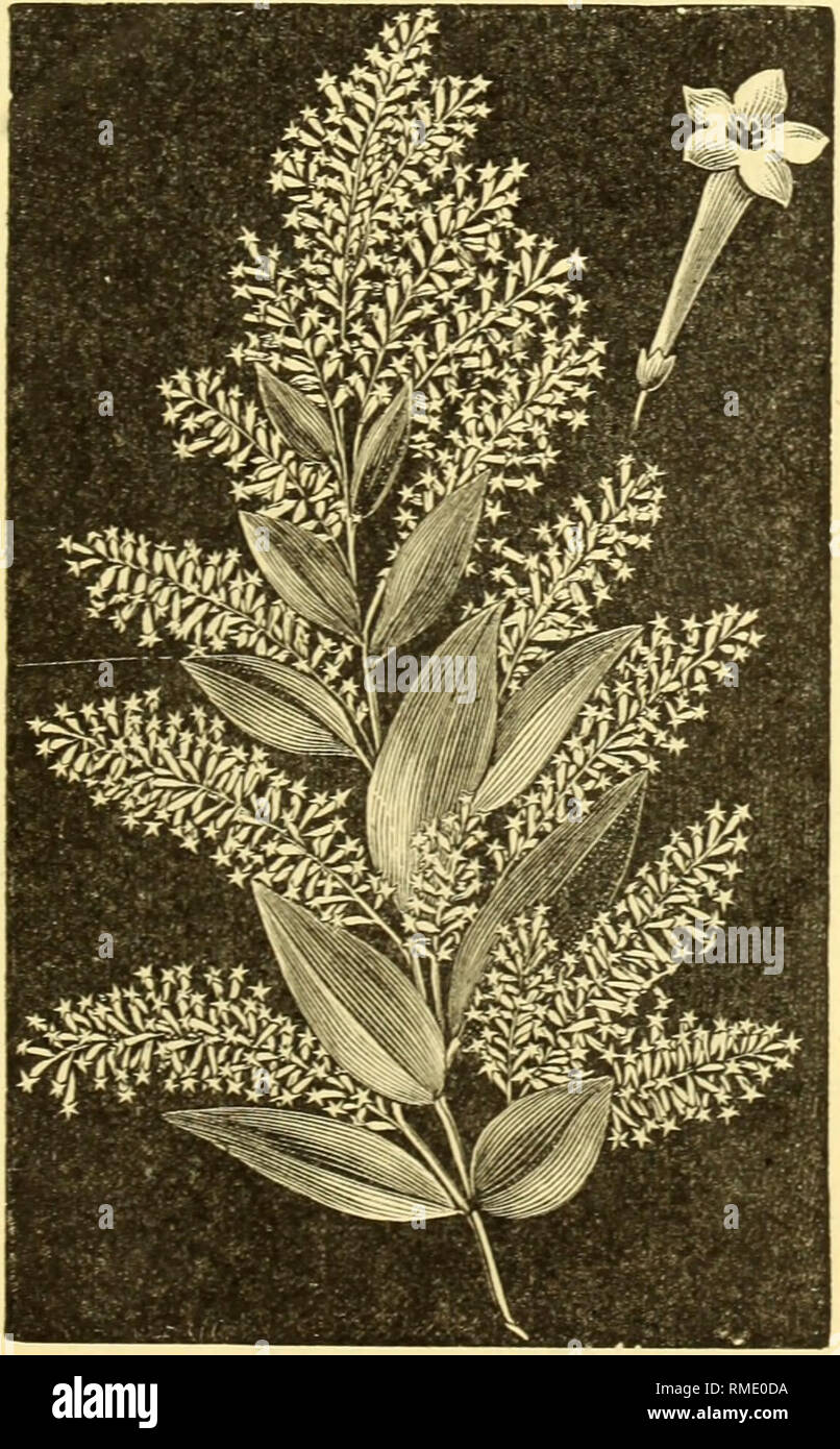 Medicinal plants list hi-res stock photography and images - Alamy