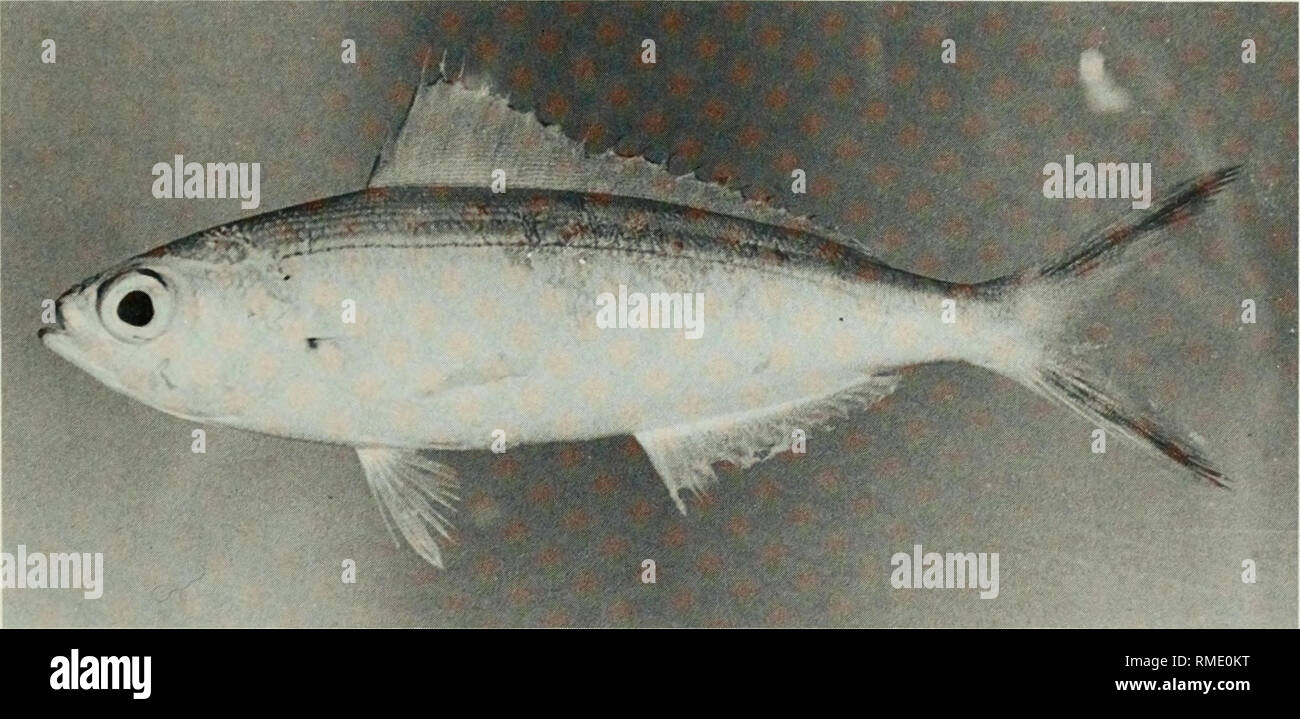 . An annotated checklist of the fishes of the Chagos Archipelago, Central Indian Ocean. Fishes. Fig. 195. Aprion virescens, 445 mm SL, Peros Banhos.. Fig. 196. Caesio caerulaureus, 101 mm SL, Peros Banhos.. Please note that these images are extracted from scanned page images that may have been digitally enhanced for readability - coloration and appearance of these illustrations may not perfectly resemble the original work.. Winterbottom, Richard, 1944-; Emery, Alan, 1939-; Holm, Erling, 1950-; Royal Ontario Museum. Toronto : Royal Ontario Museum Stock Photo