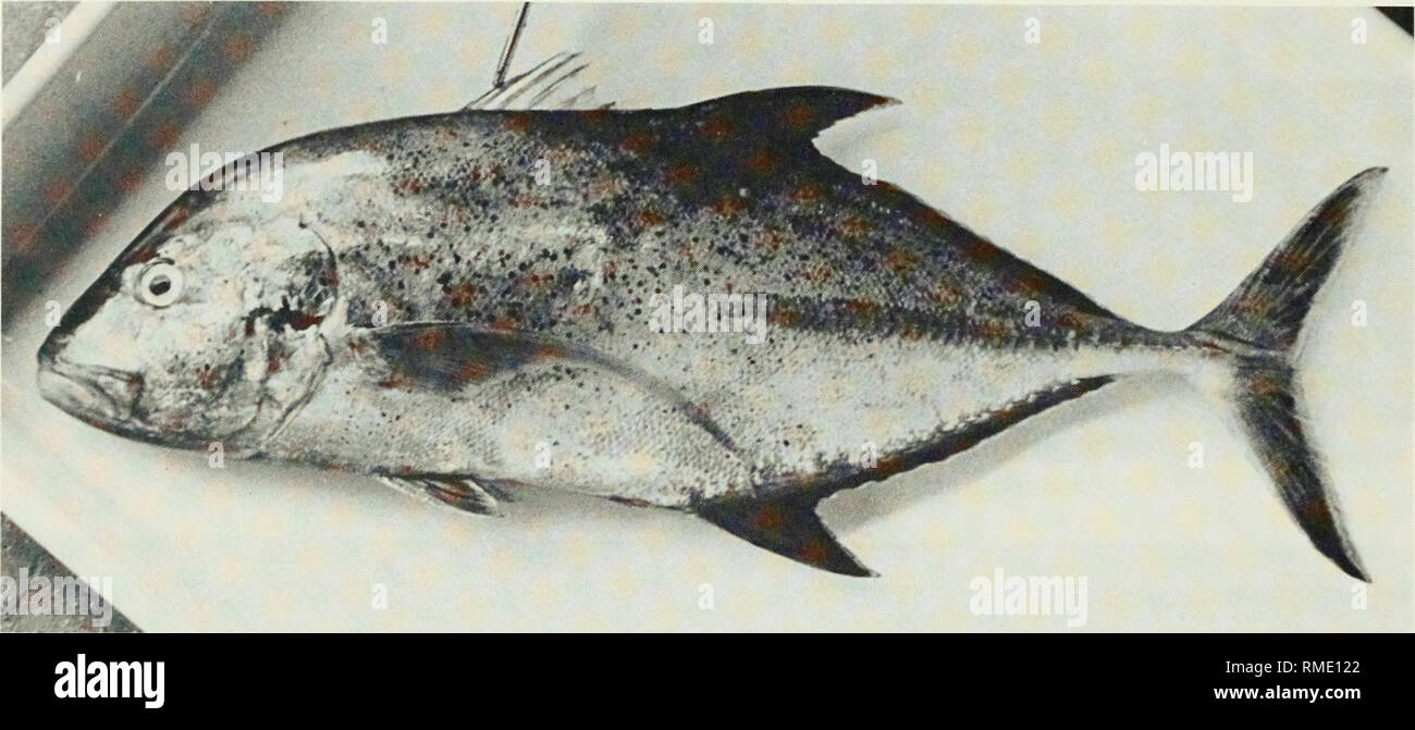 . An annotated checklist of the fishes of the Chagos Archipelago, Central Indian Ocean. Fishes. ? Fig. 186. Caranx ignobilis, (preserved) 56 mm SL, Diego Garcia. Photo by M. Burridge-Smitii.. Fig. 187. Caranx melampygus, 519 mm SL, Peros Banhos. I P. Please note that these images are extracted from scanned page images that may have been digitally enhanced for readability - coloration and appearance of these illustrations may not perfectly resemble the original work.. Winterbottom, Richard, 1944-; Emery, Alan, 1939-; Holm, Erling, 1950-; Royal Ontario Museum. Toronto : Royal Ontario Museum Stock Photo