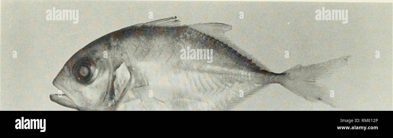 . An annotated checklist of the fishes of the Chagos Archipelago, Central Indian Ocean. Fishes. ? Fig. 186. Caranx ignobilis, (preserved) 56 mm SL, Diego Garcia. Photo by M. Burridge-Smitii.. Please note that these images are extracted from scanned page images that may have been digitally enhanced for readability - coloration and appearance of these illustrations may not perfectly resemble the original work.. Winterbottom, Richard, 1944-; Emery, Alan, 1939-; Holm, Erling, 1950-; Royal Ontario Museum. Toronto : Royal Ontario Museum Stock Photo