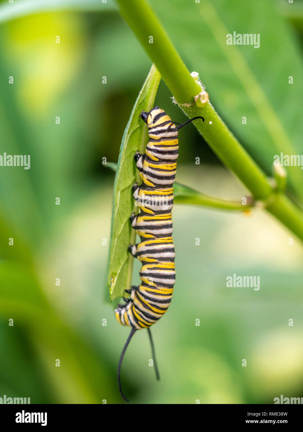 Caterpillar of Monarch butterfly feeding in Central Park Stock Photo ...