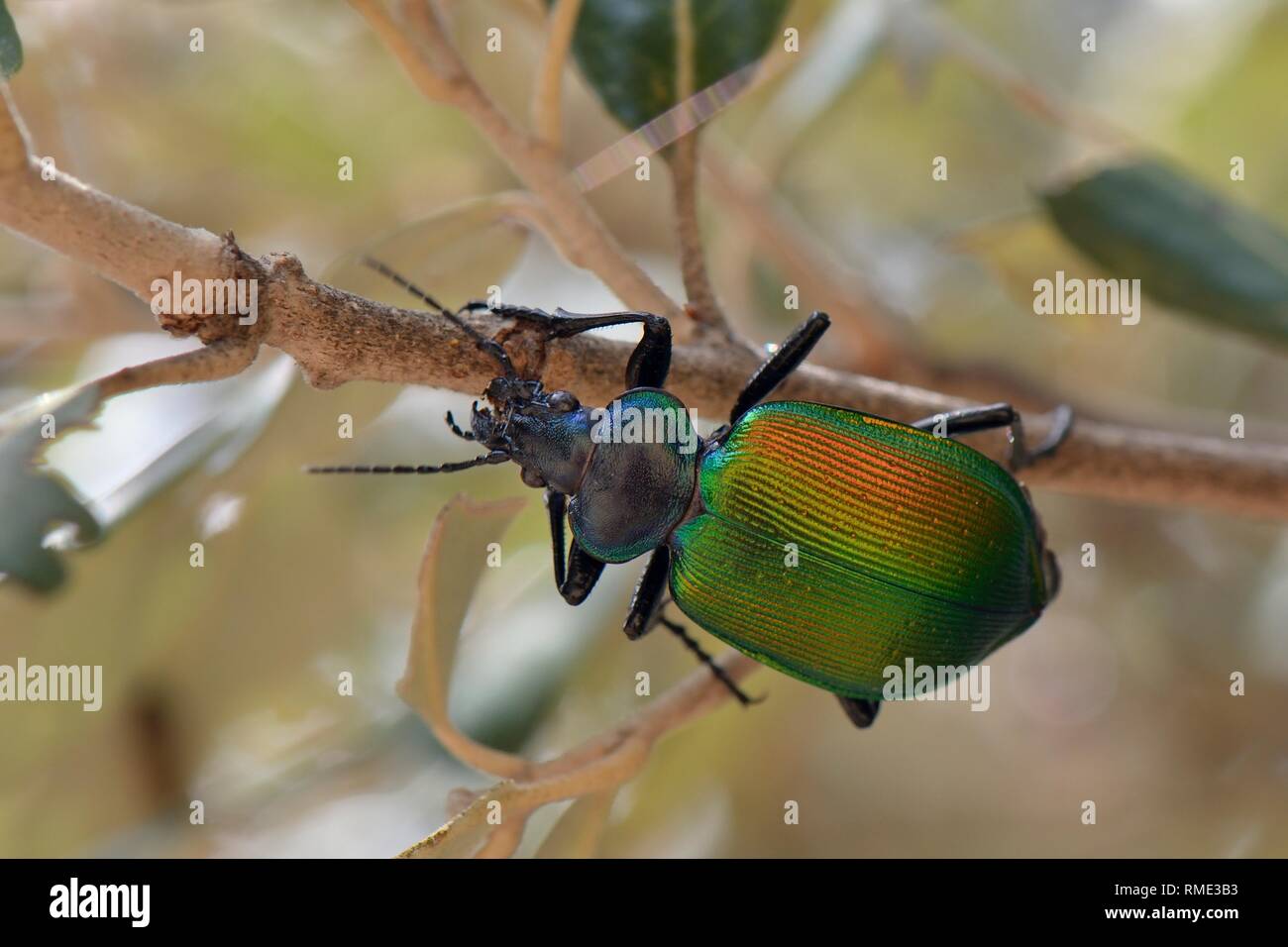 Forest caterpillar hunter (Calosoma sycophanta), a ground beetle foraging up in a Holm oak (Quercus ilex) tree in search of Gypsy moth caterpillar (Ly Stock Photo