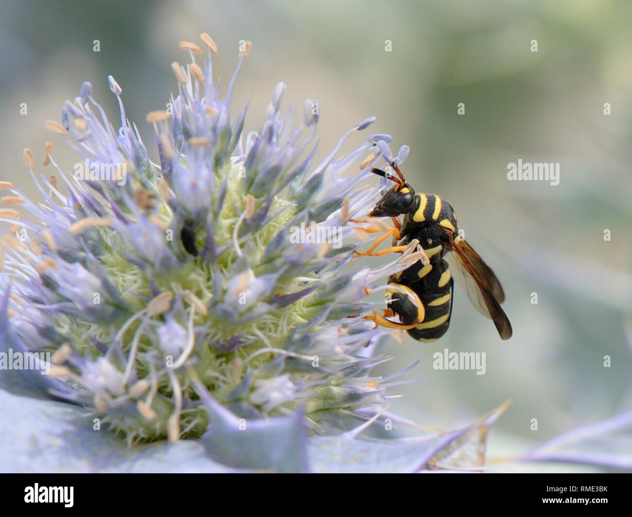 Parasitoid wasp (Leucospis gigas) feeding on Sea holly flowers