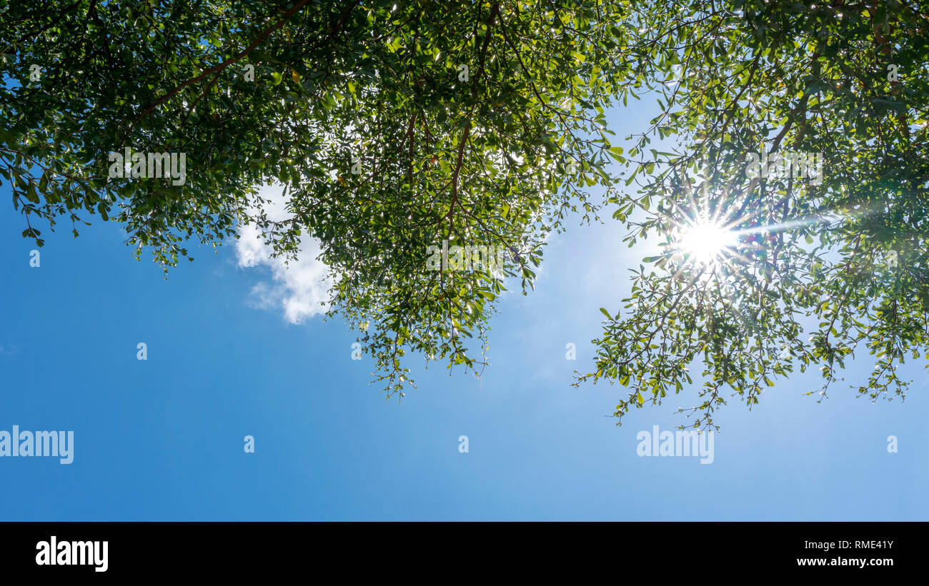 Trees branches frame beautiful green leaves against clear blue sky ...