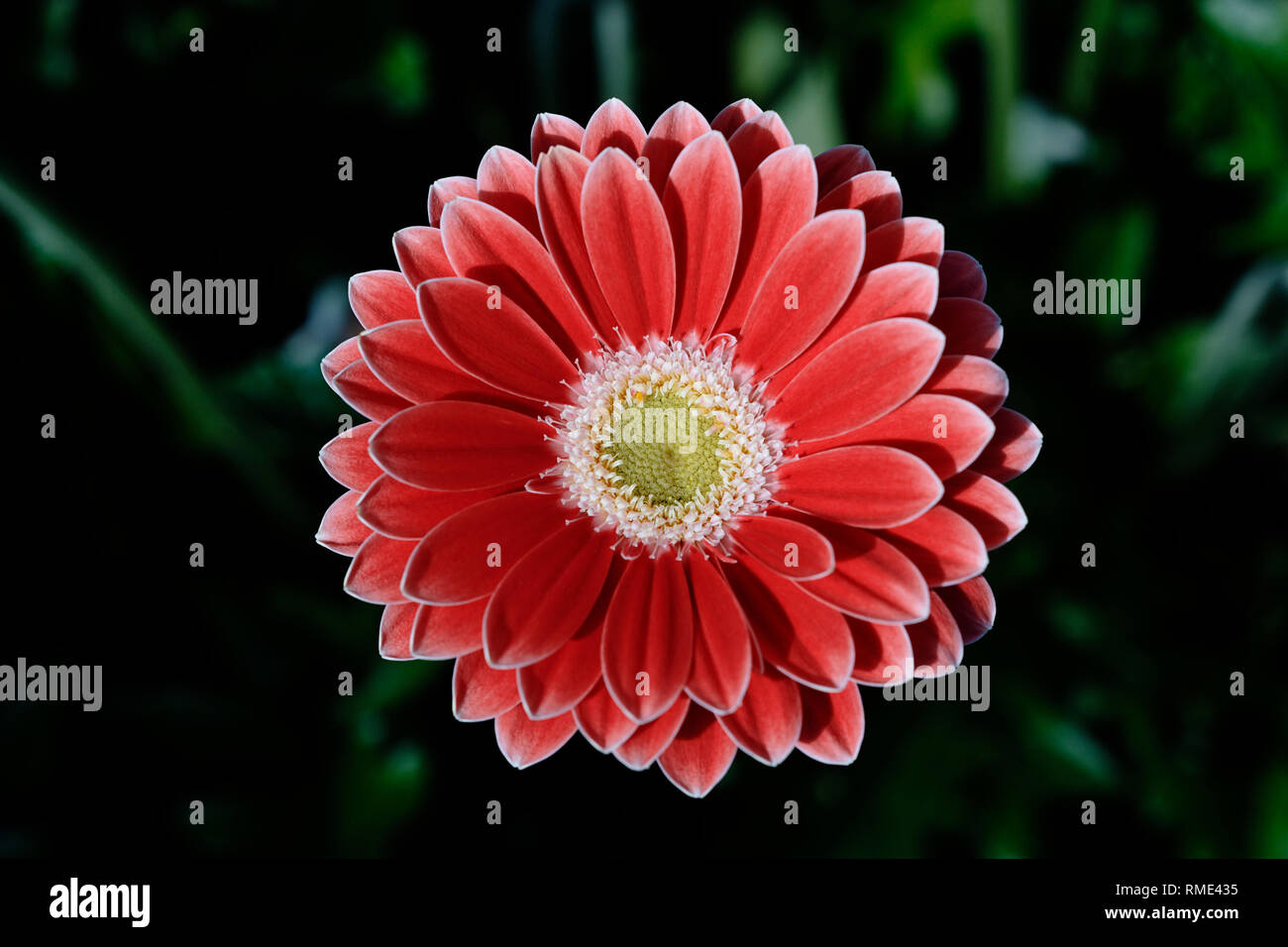 Beautiful orange/red gerbera flower on a cloudy day Stock Photo
