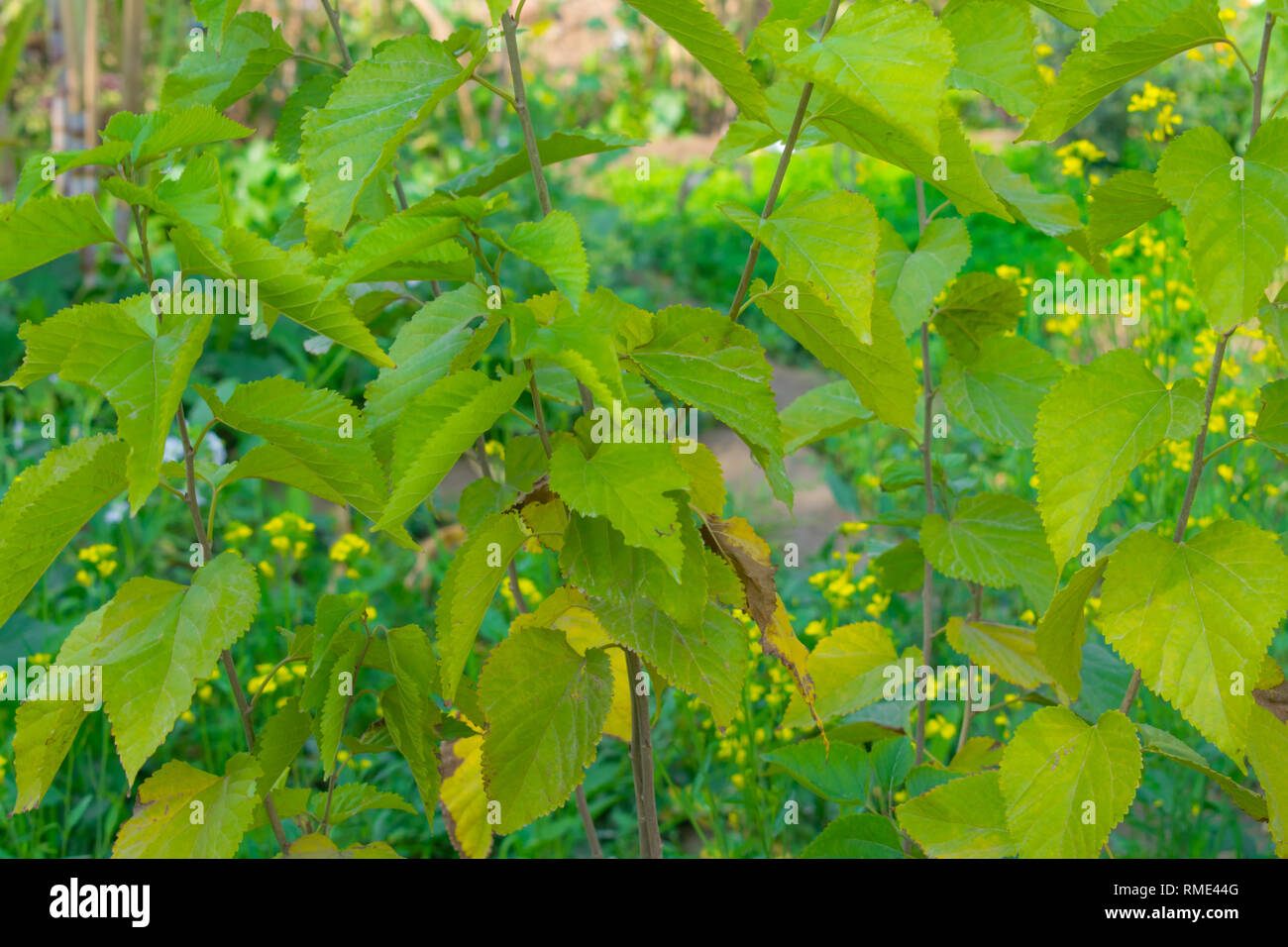 Lush green vibrant plant growth patterns hi-res stock photography and ...