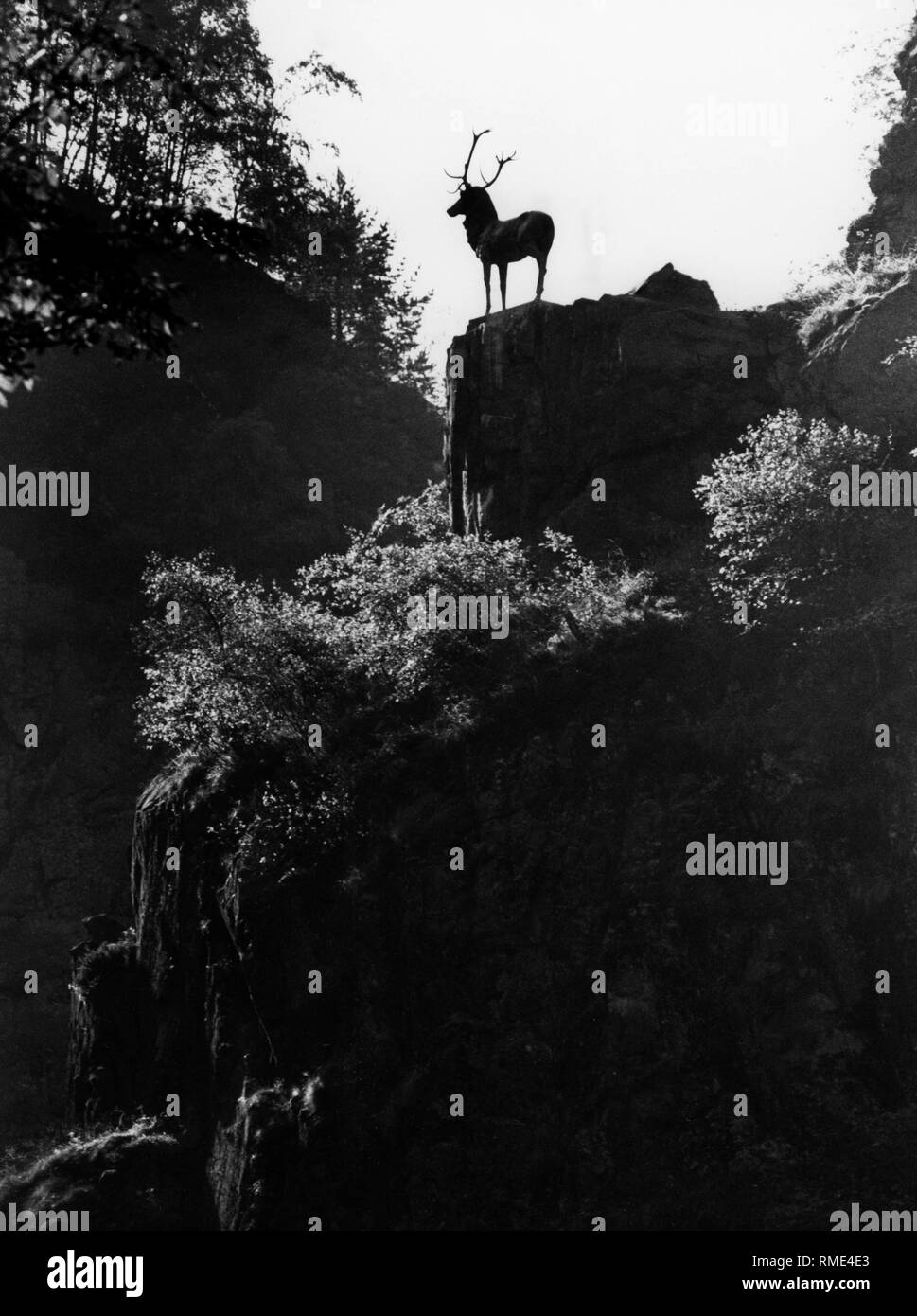 View on the sculpture of a deer on a cliff in Hoellental near Freiburg. Undated picture. Stock Photo