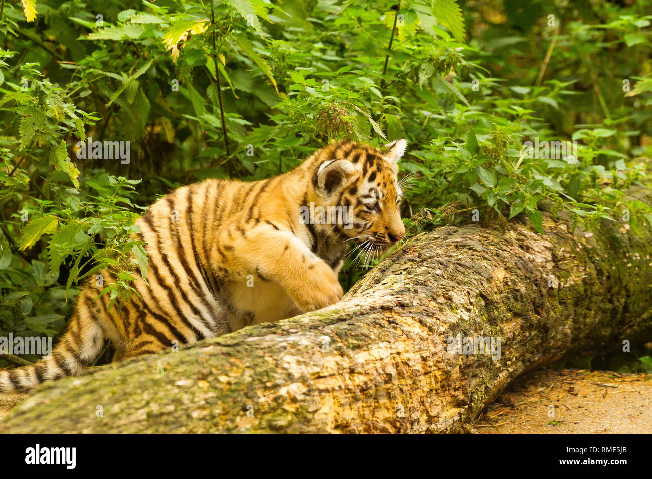 Amur/Siberian Tiger Cub (Panthera Tigris Altaica) Stepping Up On A Tree ...