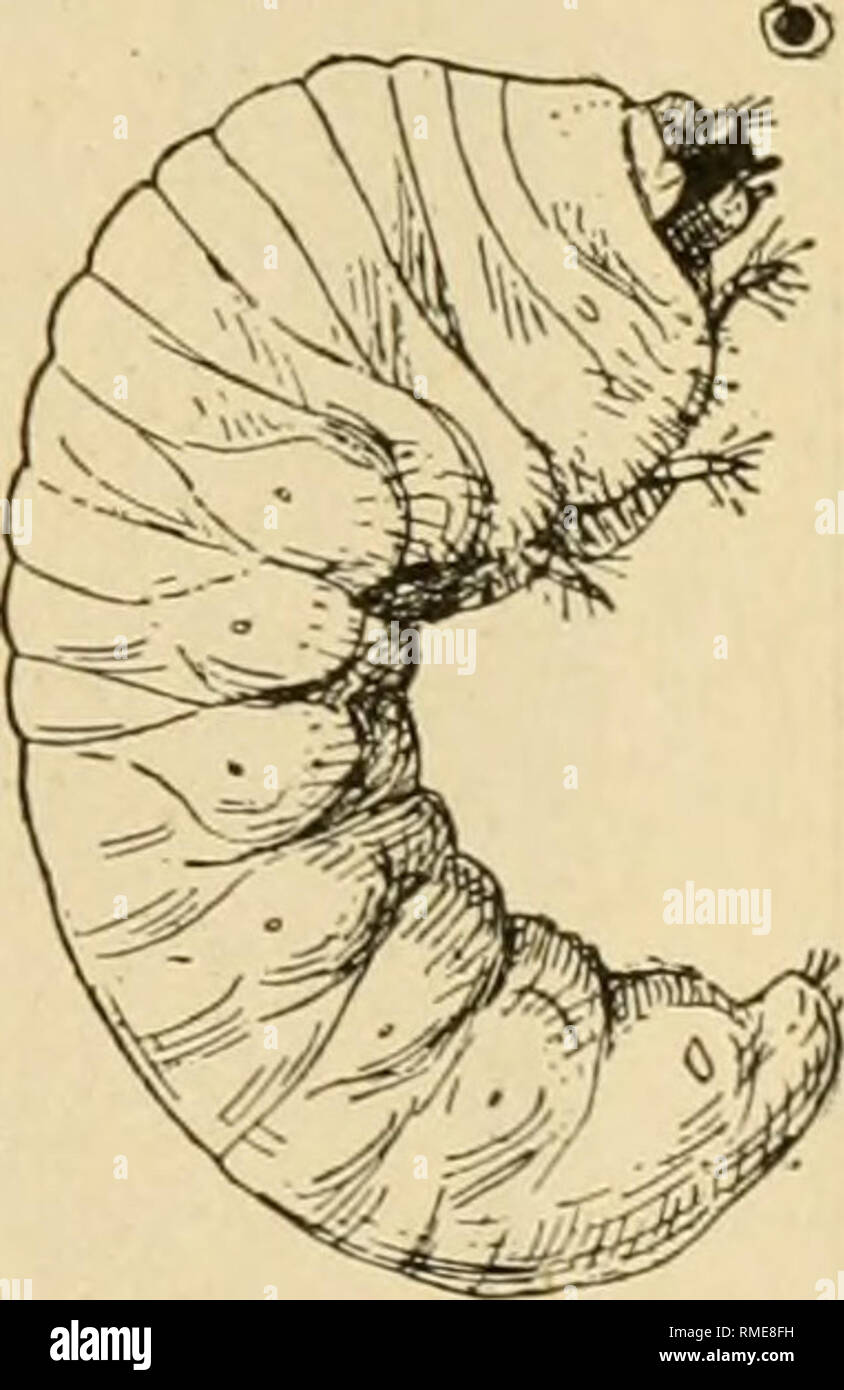 An Annotated List Of The Important North American Forest Insects
