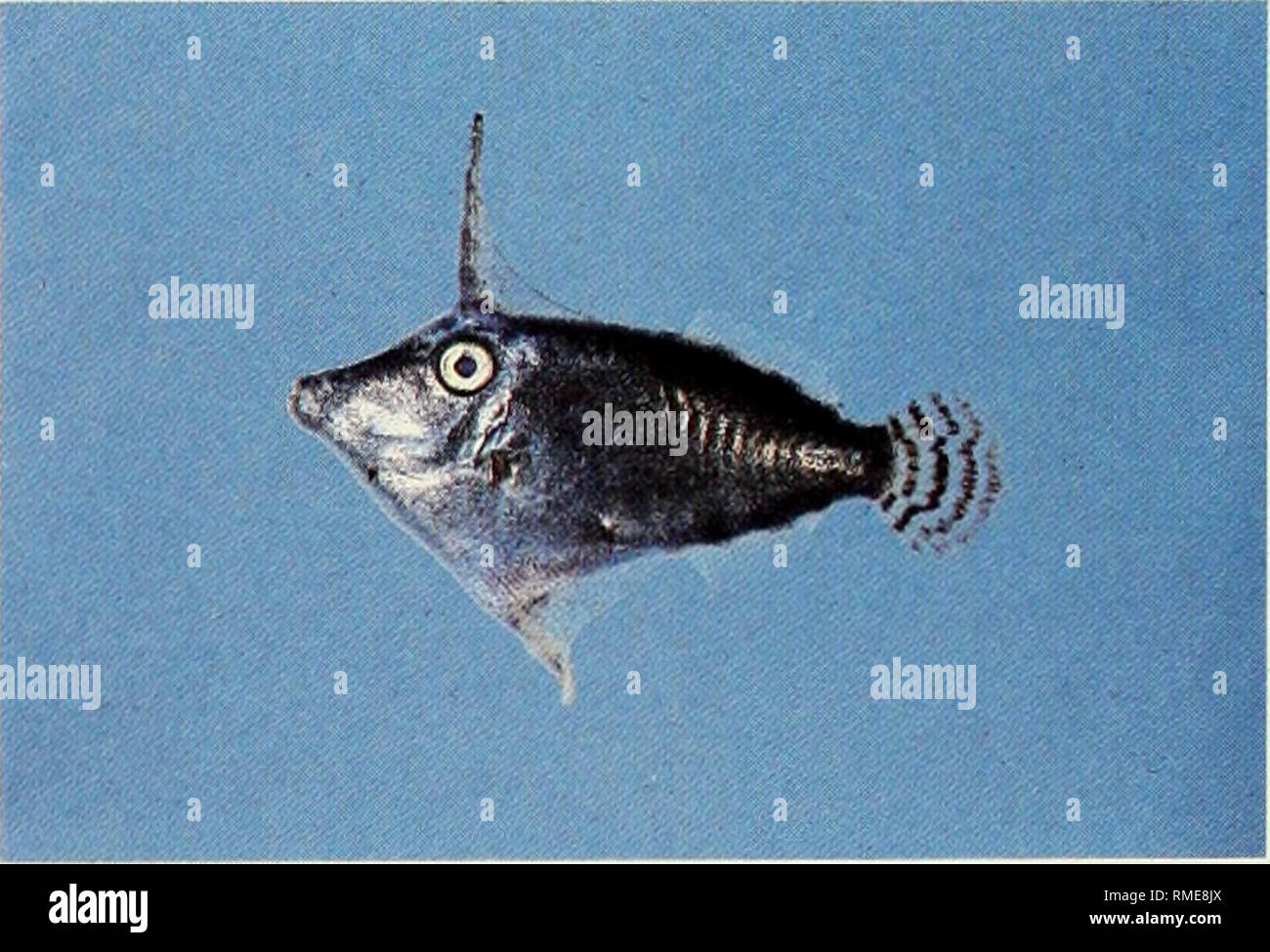 . An annotated checklist of the fishes of the Chagos Archipelago, Central Indian Ocean. Fishes. G. IMonochirus sp., 19 mm SL. H. Pervagor janthinosoma, 38 mm SL.. Please note that these images are extracted from scanned page images that may have been digitally enhanced for readability - coloration and appearance of these illustrations may not perfectly resemble the original work.. Winterbottom, Richard, 1944-; Emery, Alan, 1939-; Holm, Erling, 1950-; Royal Ontario Museum. Toronto : Royal Ontario Museum Stock Photo